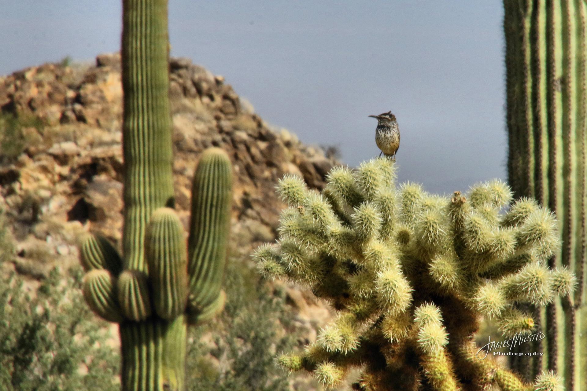 A small bird perches atop a cholla cactus in a sunny desert landscape.