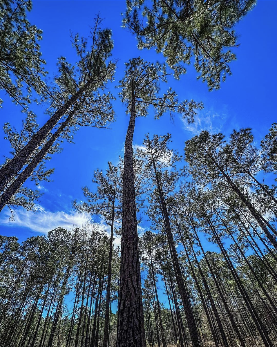 Upward view of a dense pine forest under a bright blue sky with wispy clouds. - Lewis Ocean Bay Heritage Preserve Loop