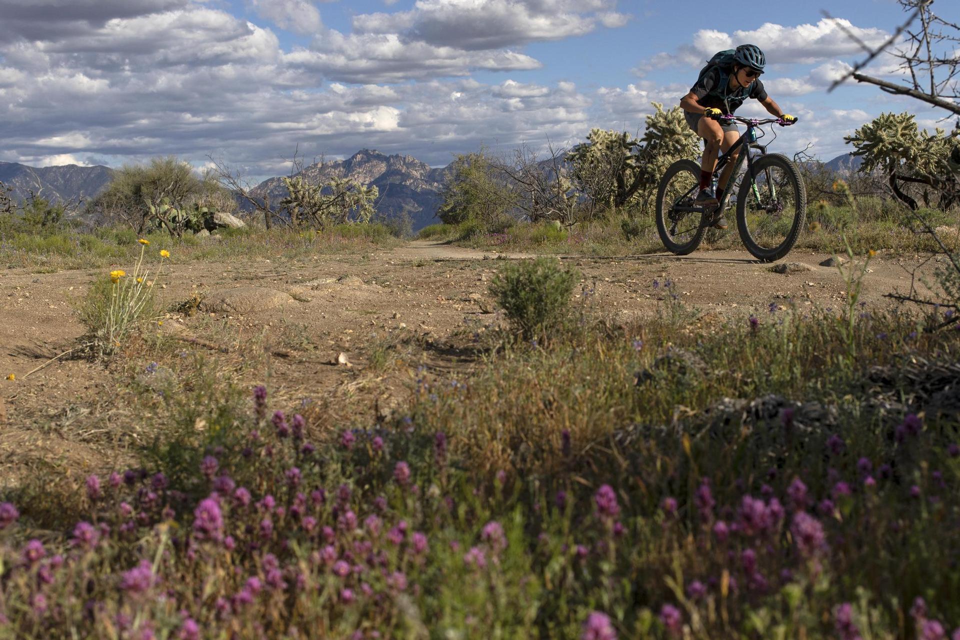 Mountain biker on a desert trail with purple flowers and cloudy sky.