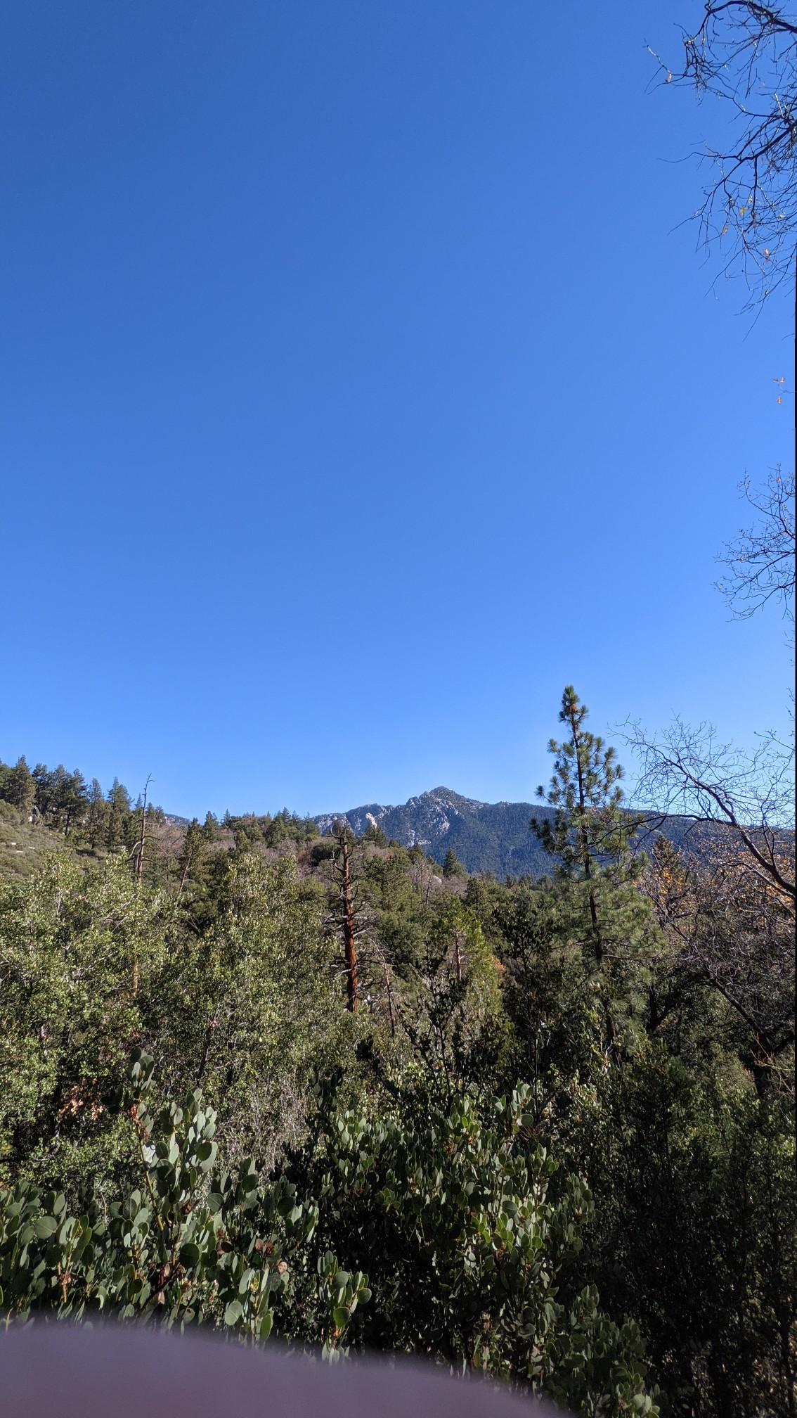 A clear blue sky above a dense forest with a distant mountain peak.