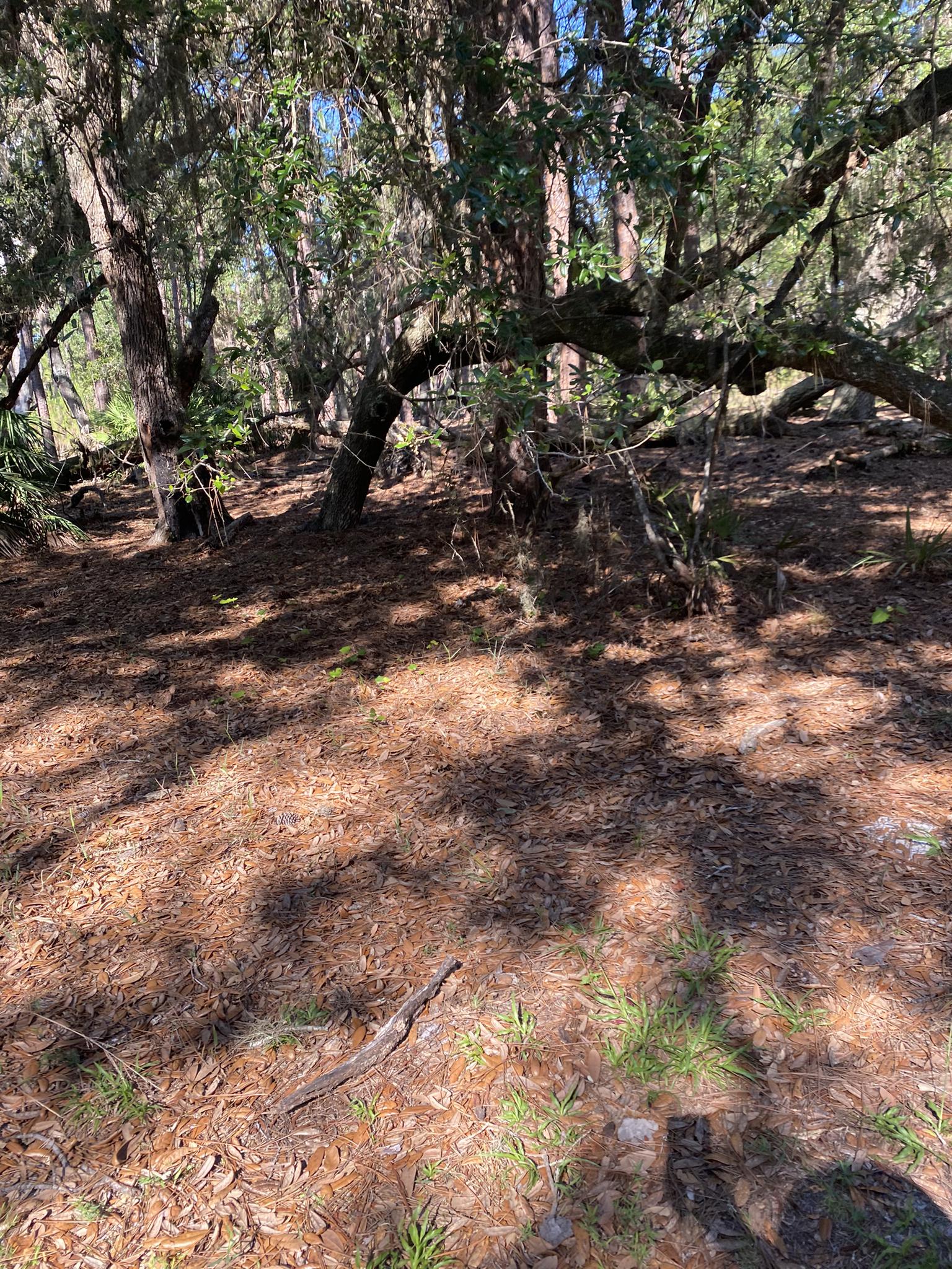 Shady forest floor covered in pine needles and dappled sunlight.