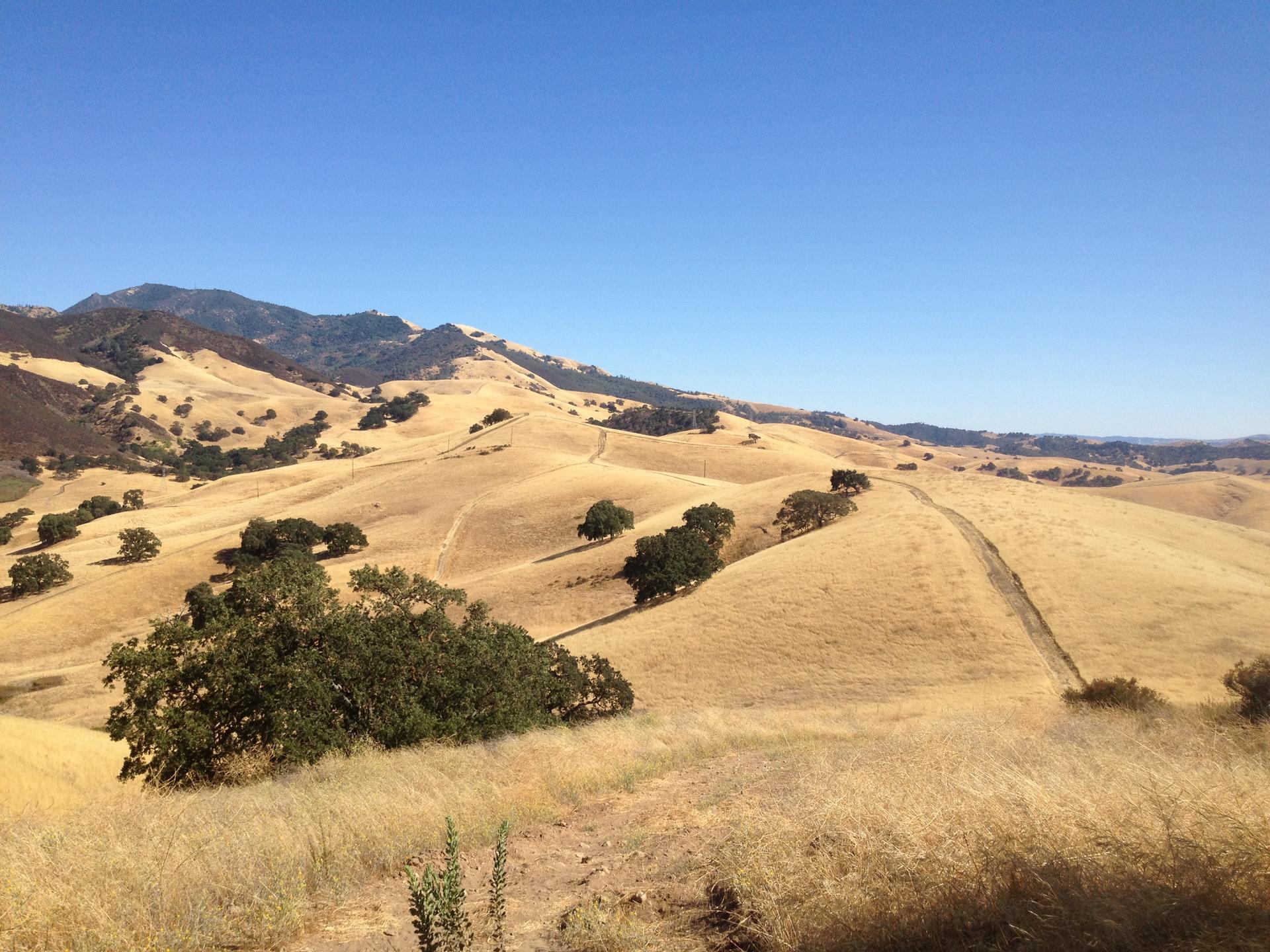 Golden rolling hills with scattered trees under a bright, clear blue sky.