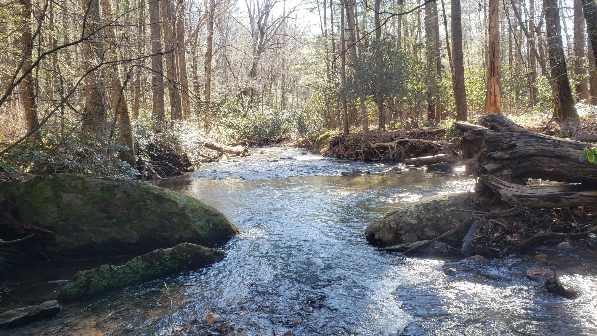 A sunlit forest stream flows over rocks, surrounded by trees.