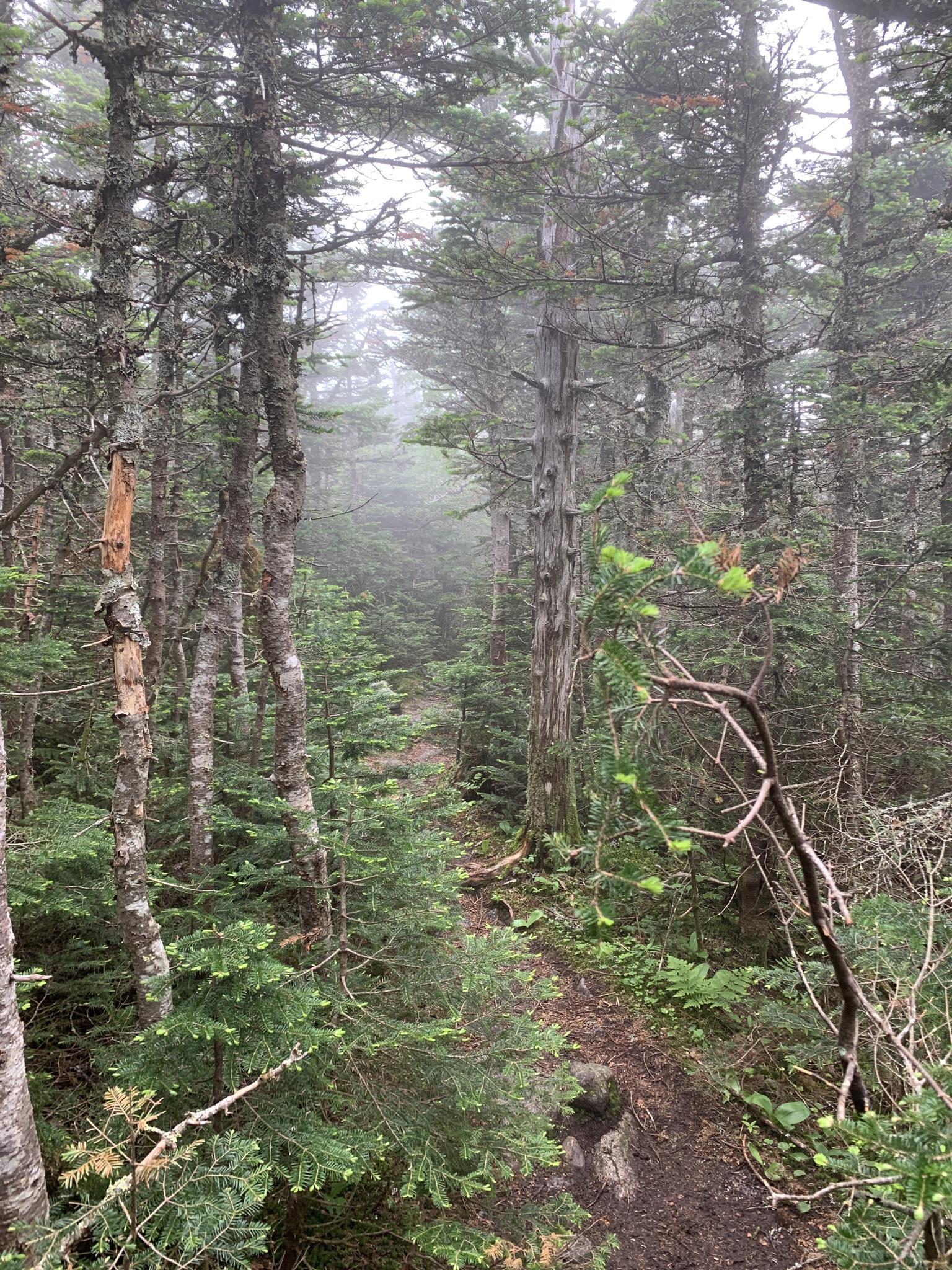 Narrow dirt path winding through a dense, misty evergreen forest.