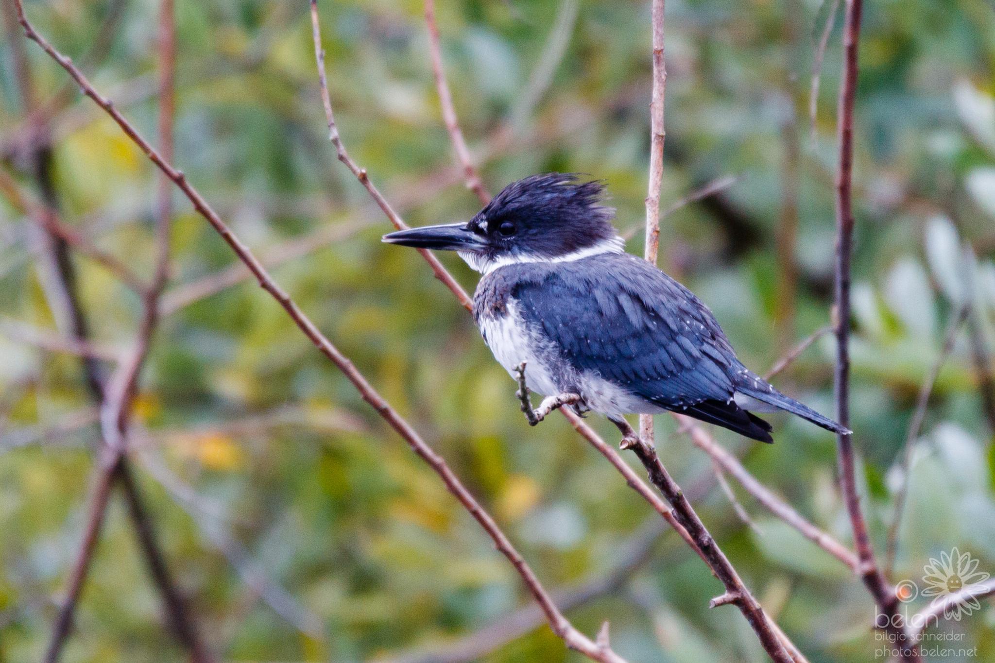 A belted kingfisher bird perched on a bare branch in soft natural light.