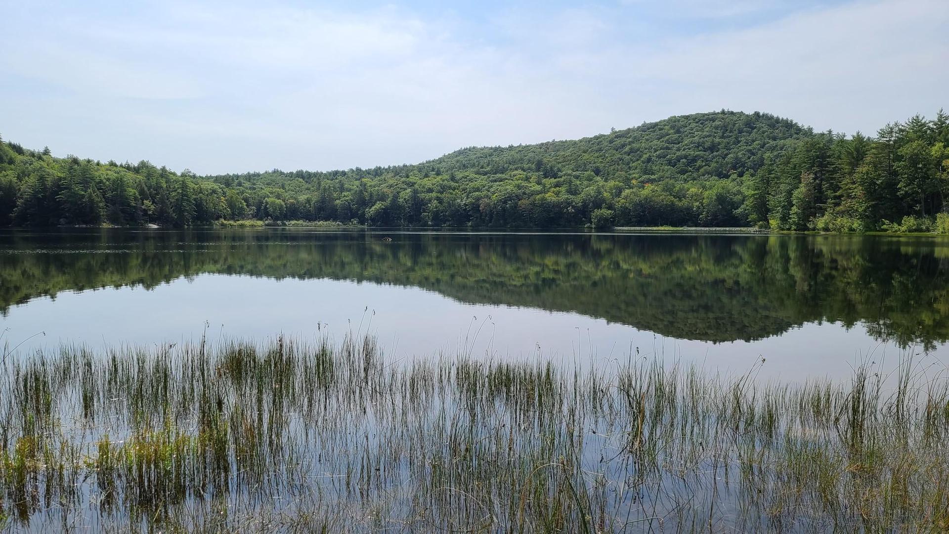 Serene lake with tall grass in foreground, reflecting green forested hills.