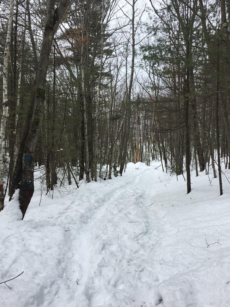Footprints mark a snowy path through a winter forest on an overcast day. - Clifford Park Outer loop