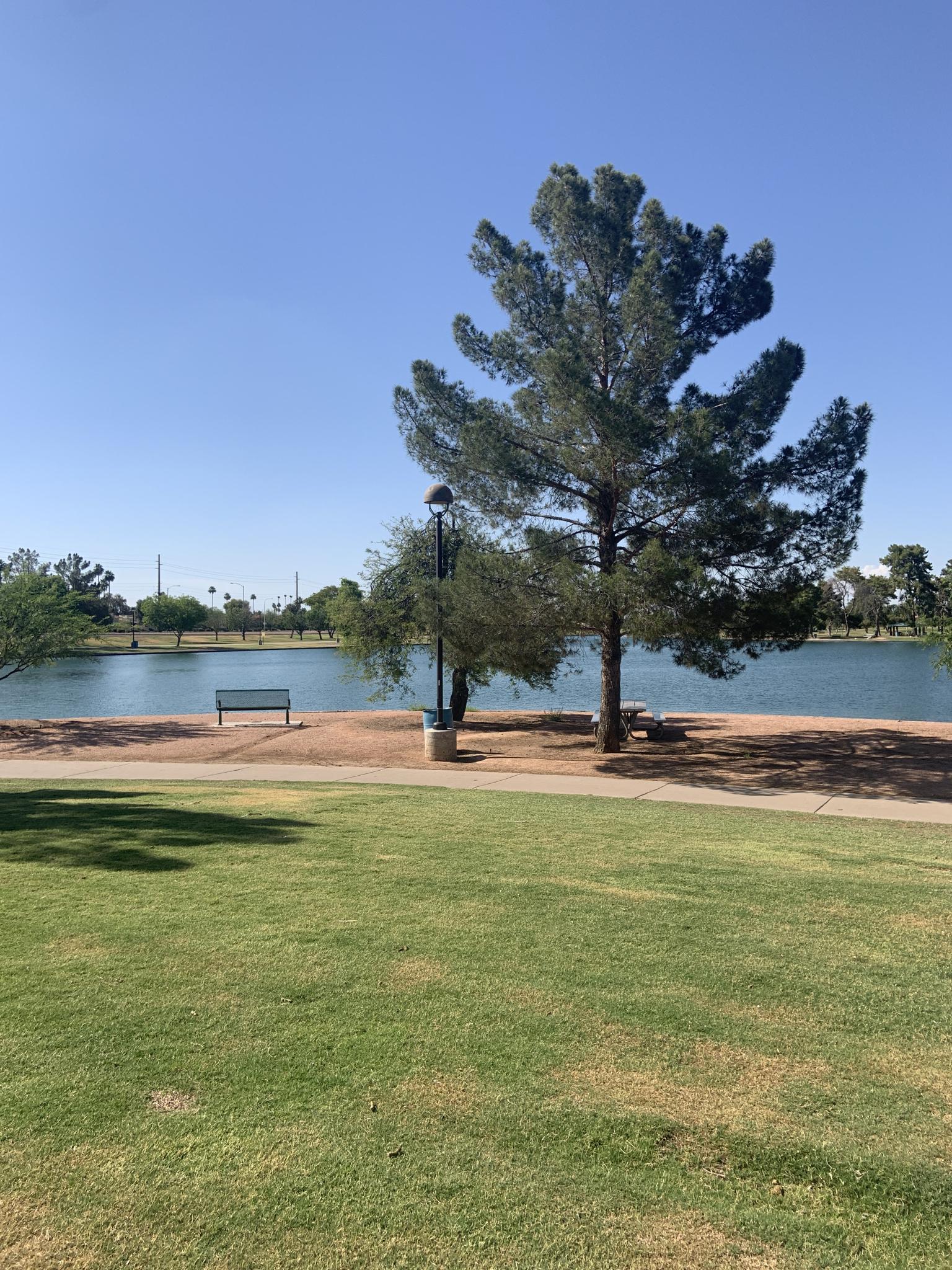Bright day over a lake with a large tree, green lawn, and a bench.
