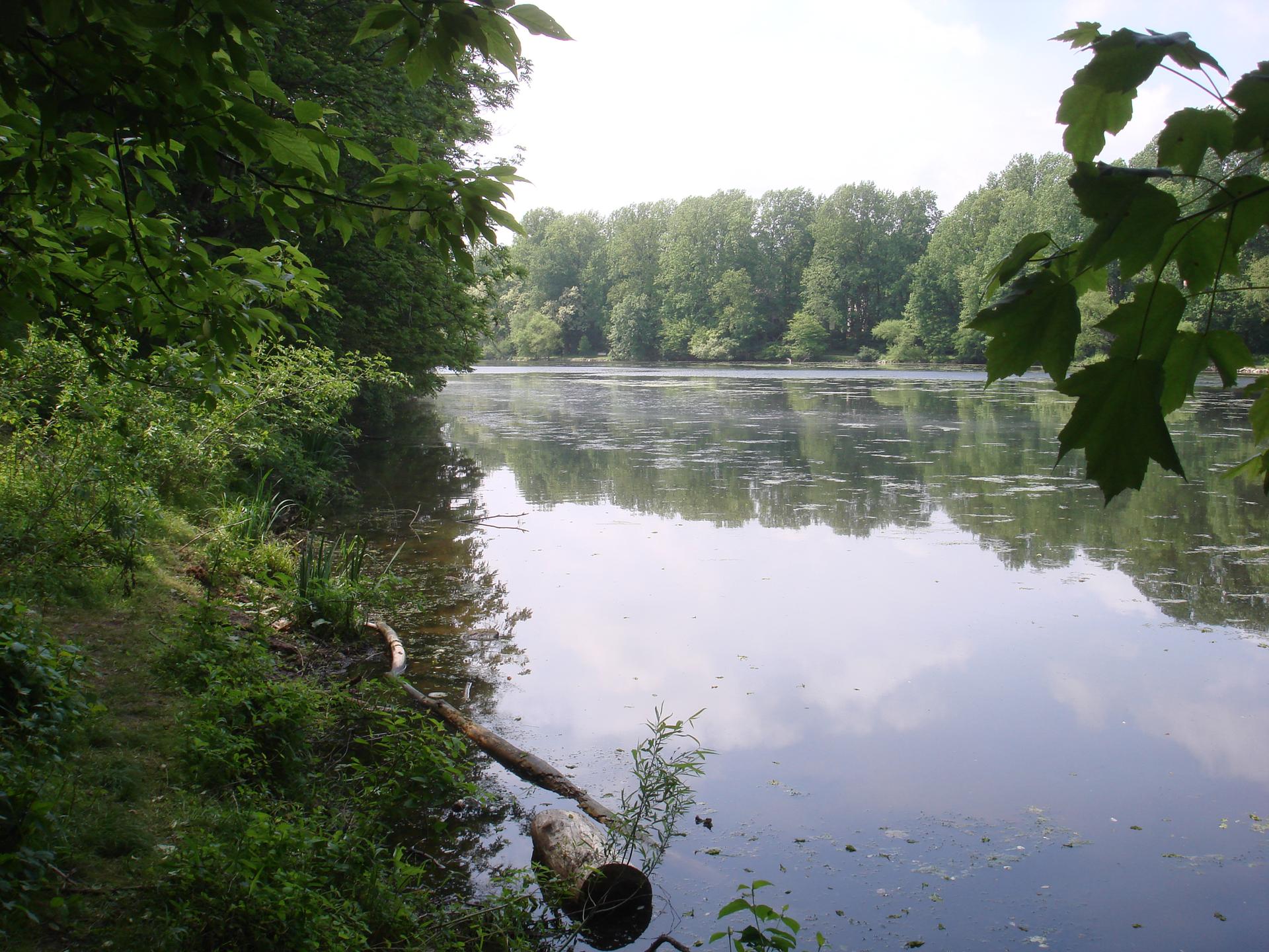 Calm lake surrounded by green trees, with a fallen log in the foreground.