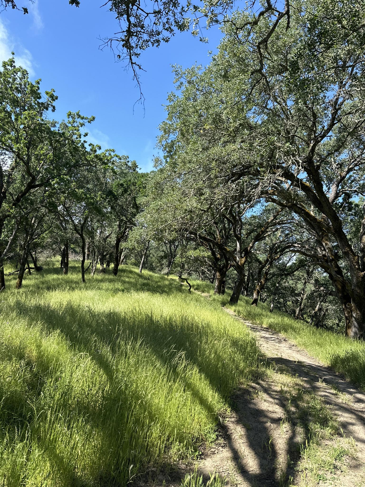 A sun-dappled dirt path winds through tall green grass and trees.