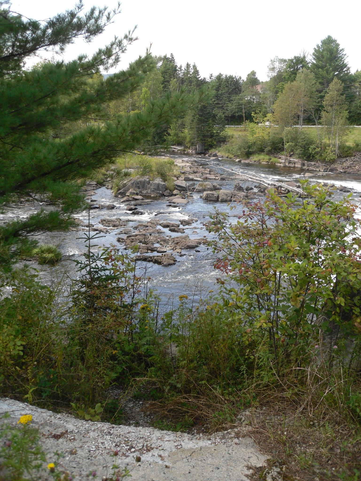 A rocky river flows through a lush green forest under bright daylight.