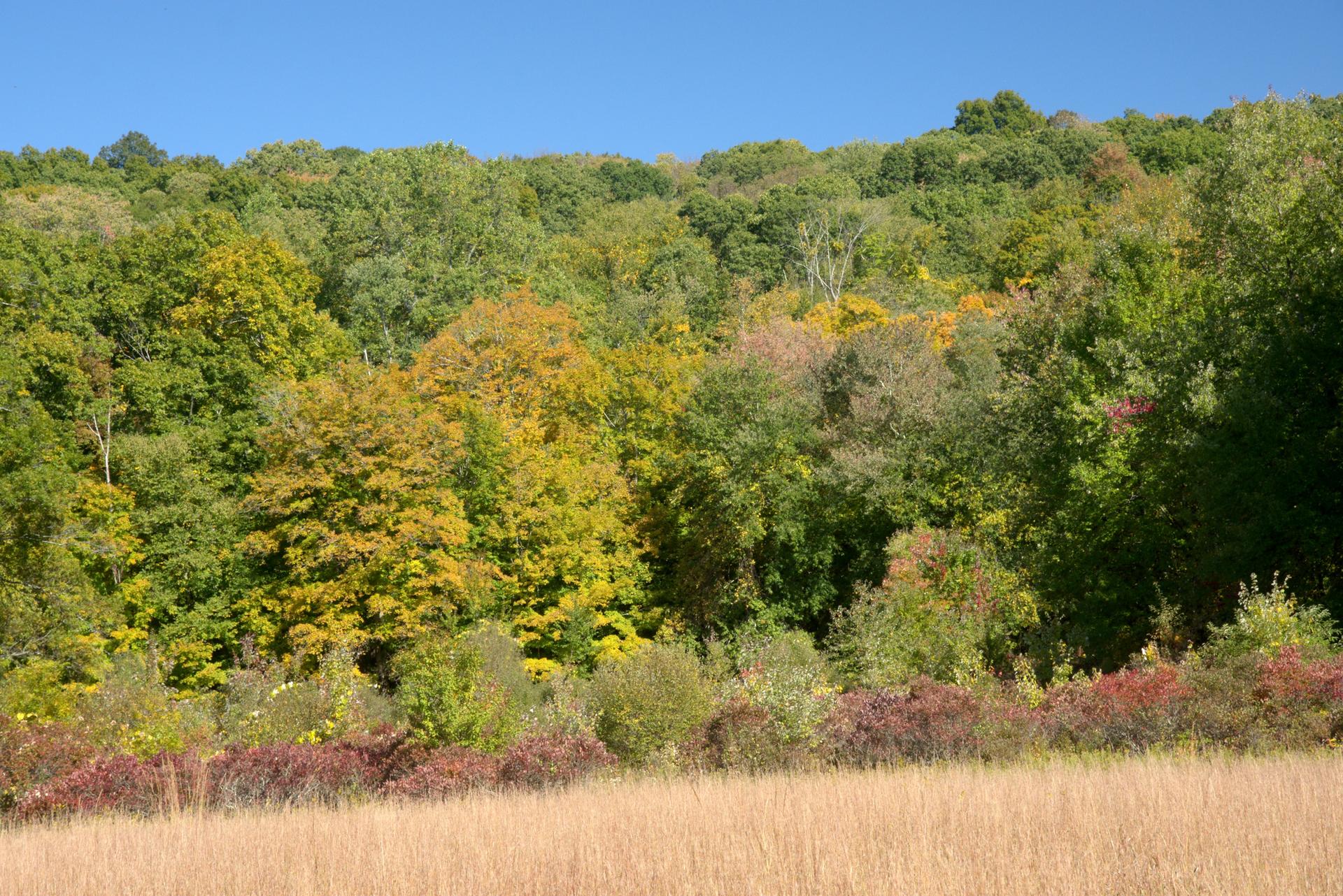 A vibrant green and yellow forest overlooks a field of tall golden grass.