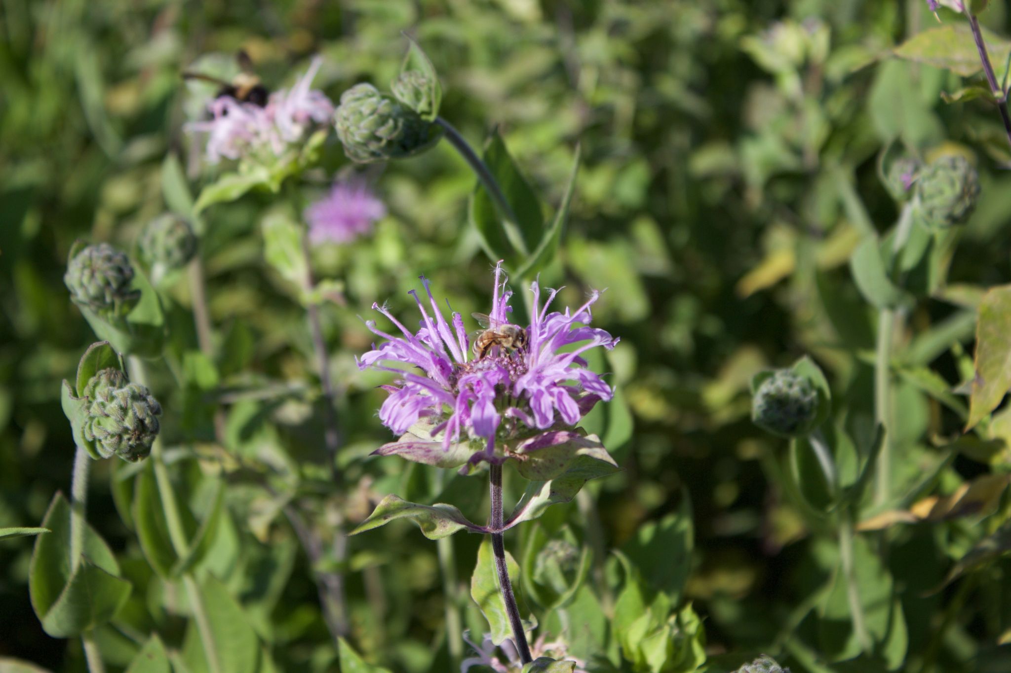 A bee on a vibrant purple flower in bright sunlight amidst green foliage. - Eagle Marsh Towpath Loop