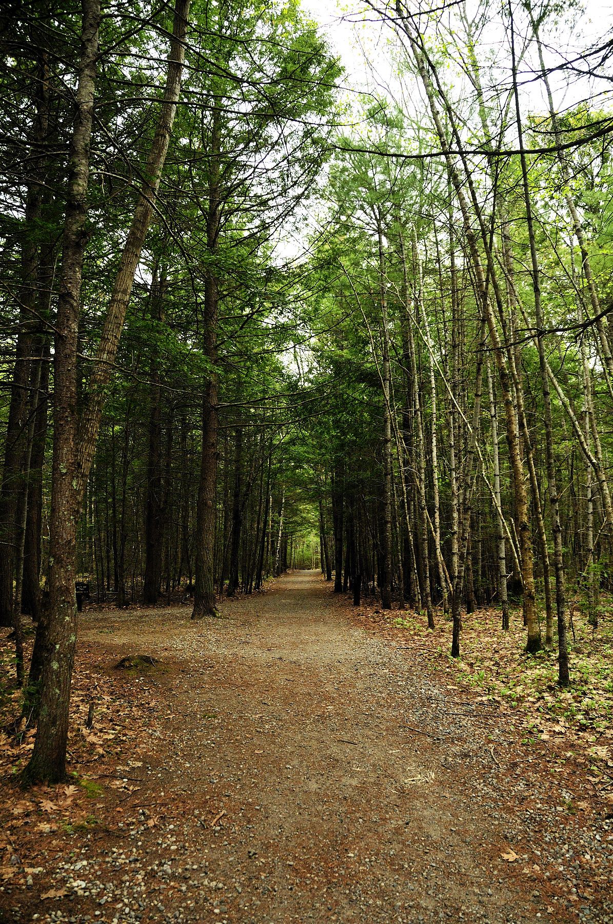 A forest path lined with tall, green trees under soft daylight. - Rachel Carson National Wildlife Refuge & Ferry Beach State Park loop