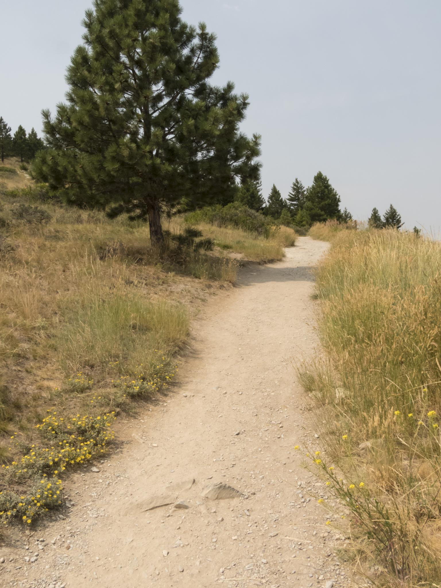 A winding dirt path through dry grass and a lone pine tree.