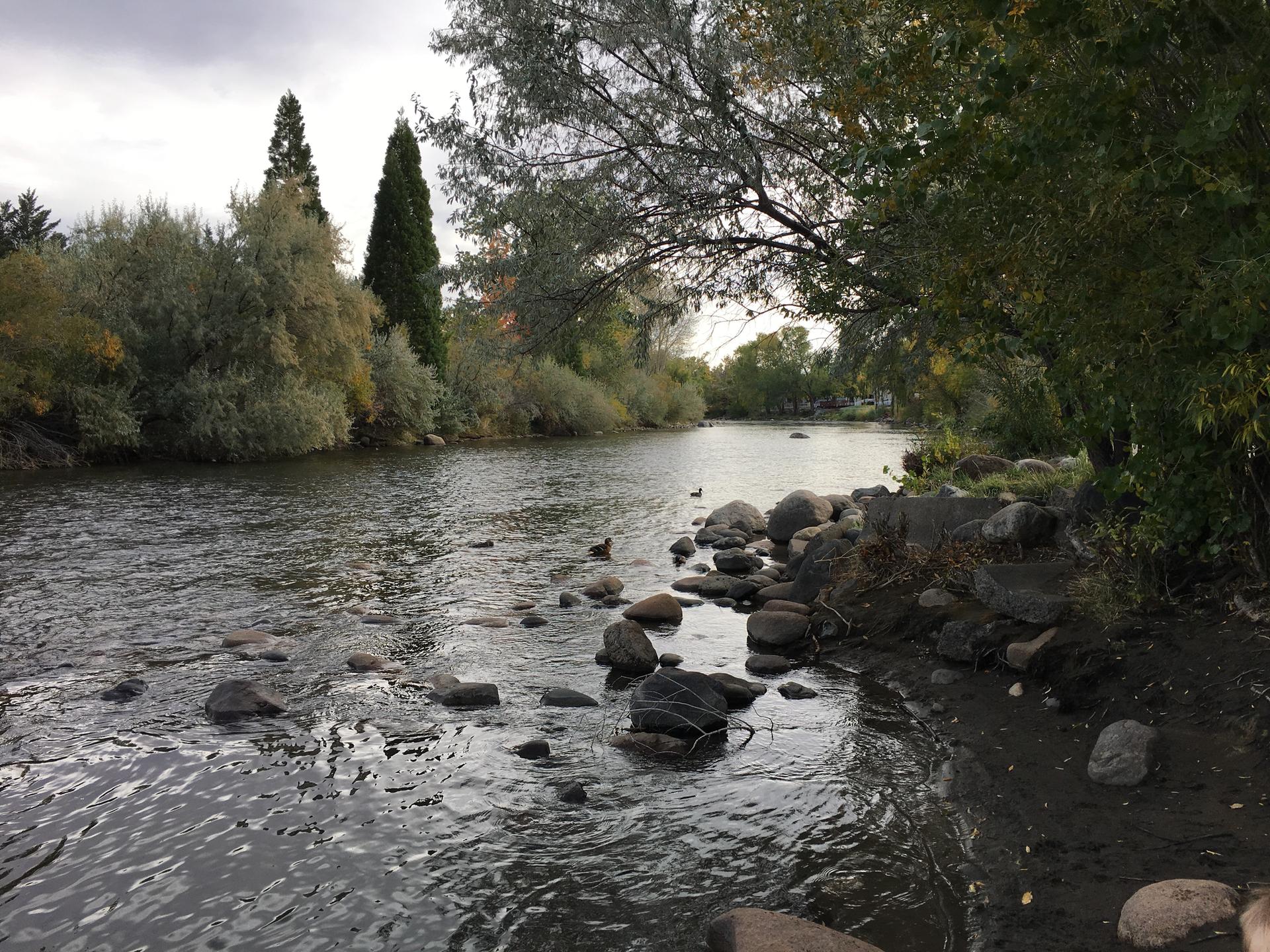 A rocky river flows past treelined banks under an overcast sky.