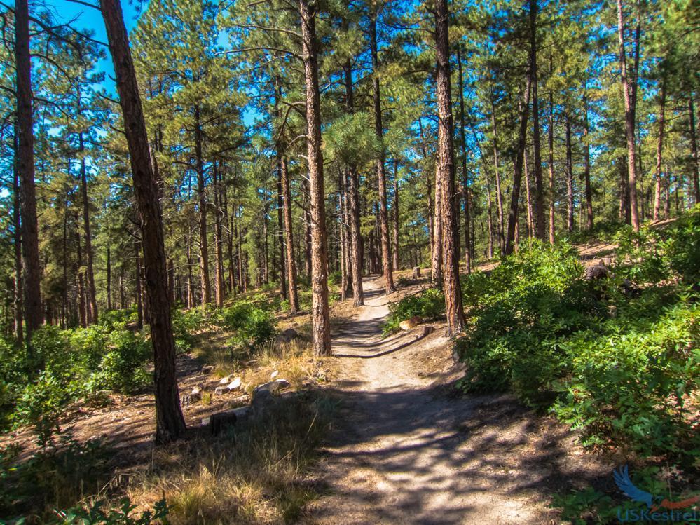 A narrow dirt trail winds through a sunlit, dense pine forest.