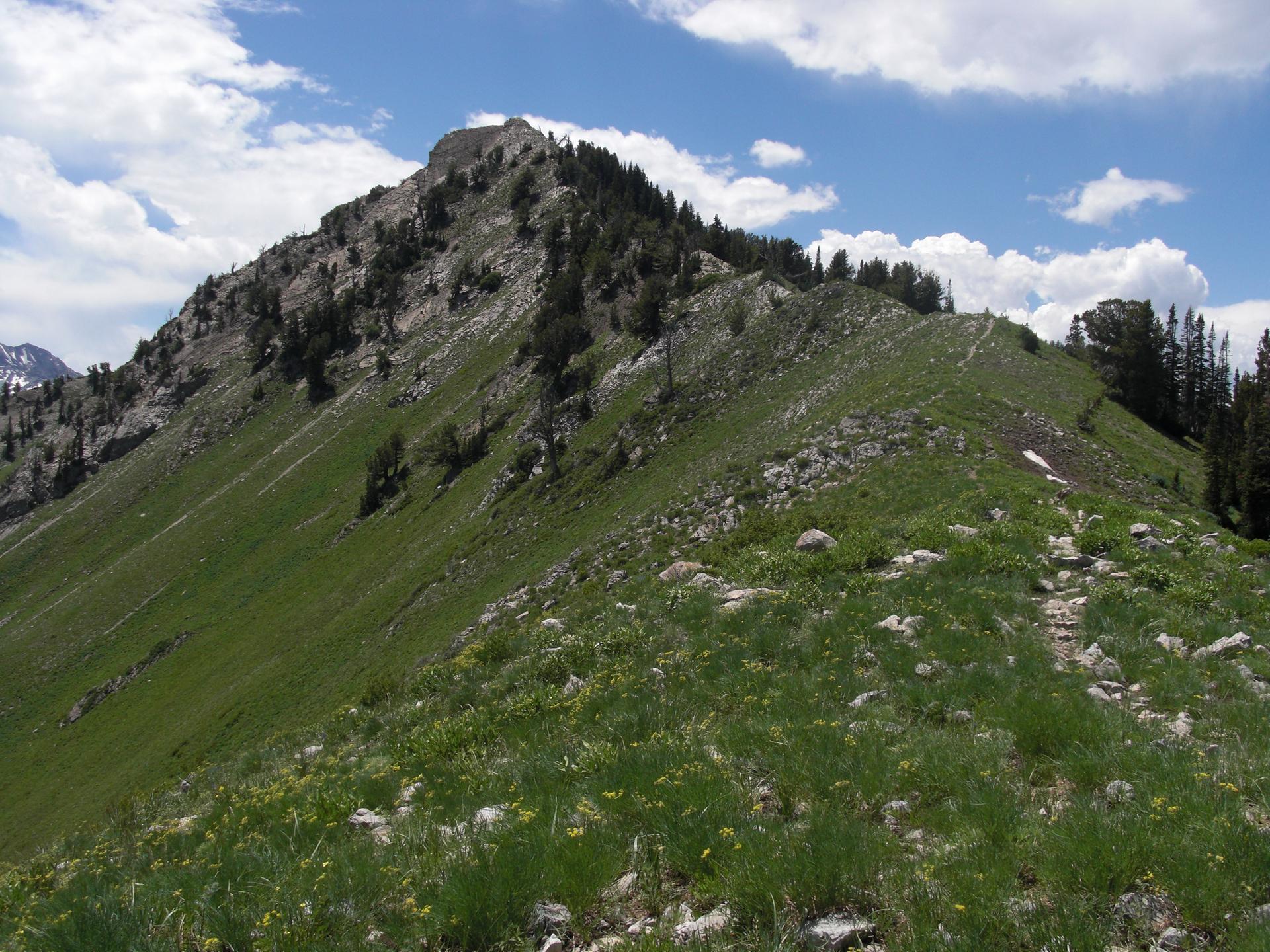 Sunny mountain ridge with green grass, scattered trees, and a faint trail.