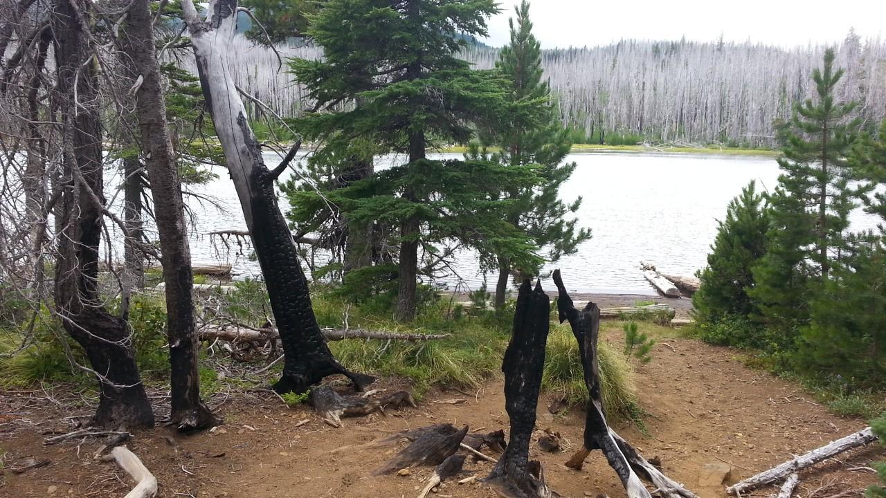 Dirt path leading to a lake, framed by burnt and green trees.