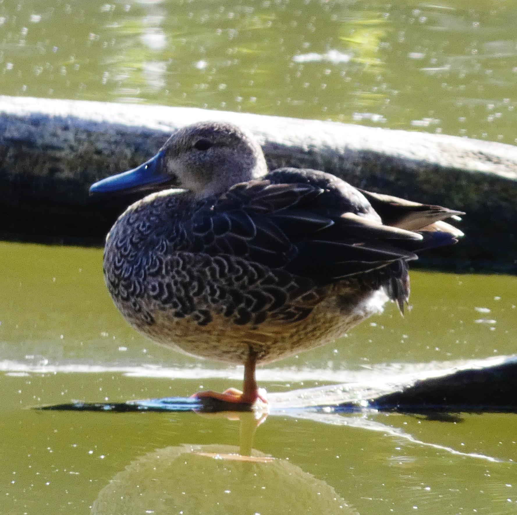 A duck stands on one leg in sunny water with reflections.