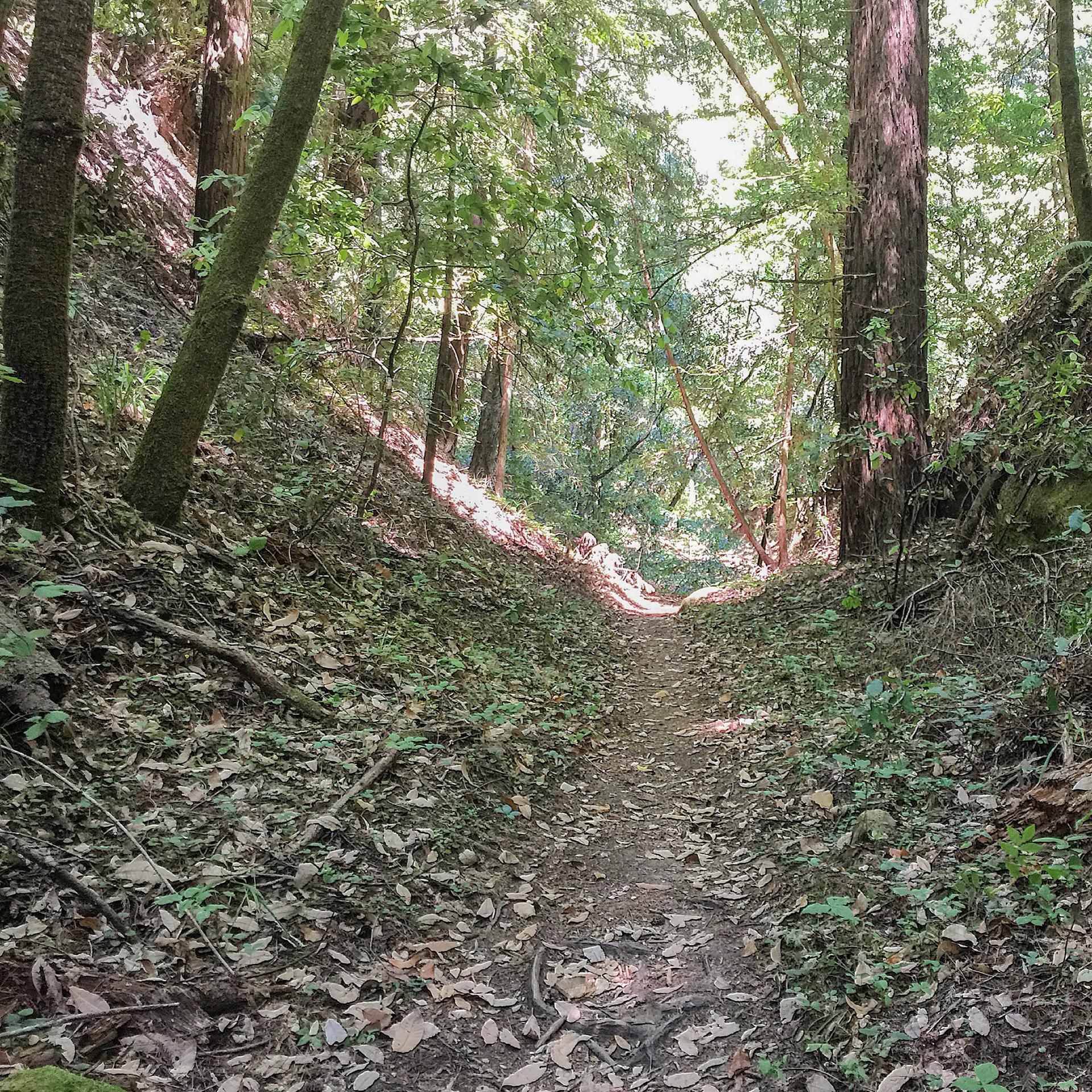 Sunlit dirt path winding through a dense forest with tall trees.