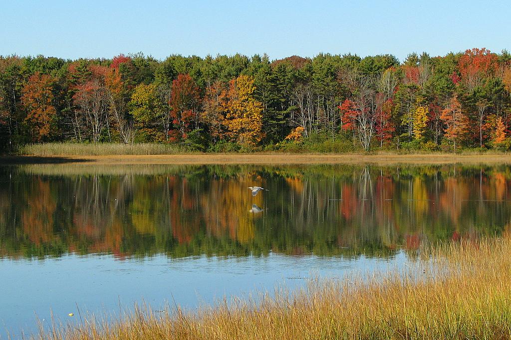 Vibrant autumn trees reflected in calm water with golden marsh grass.