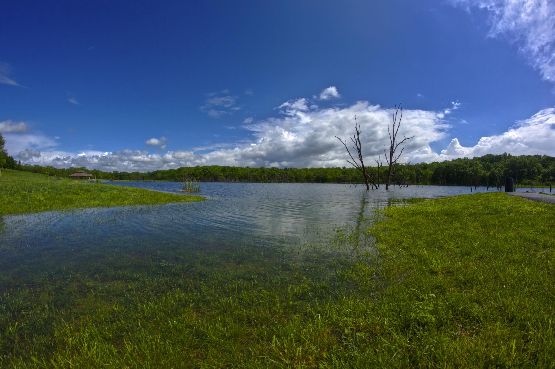 Sunny lake scene with green grassy shores, distant forest, and bare trees in water.