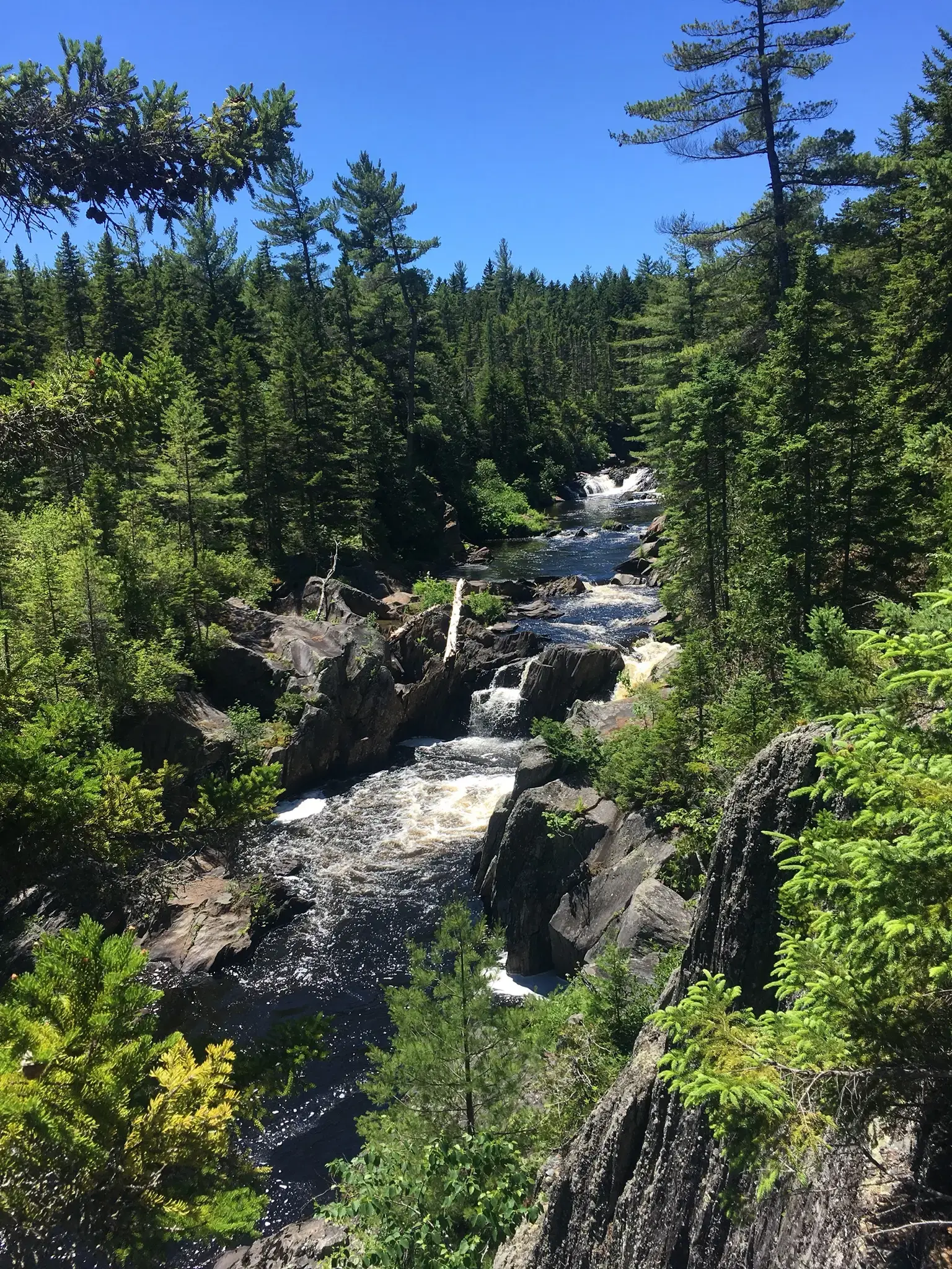 River with rapids flowing through a dense evergreen forest on a sunny day.