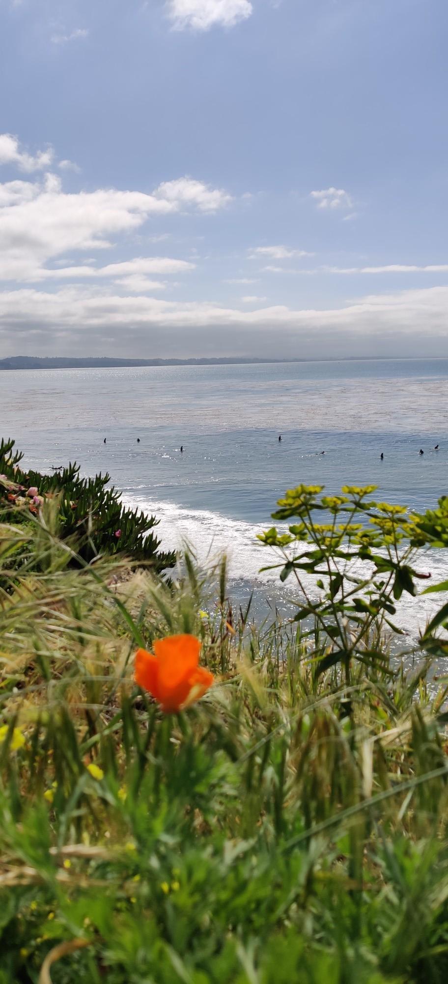 Orange flower in foreground, ocean with surfers under a partly cloudy sky.