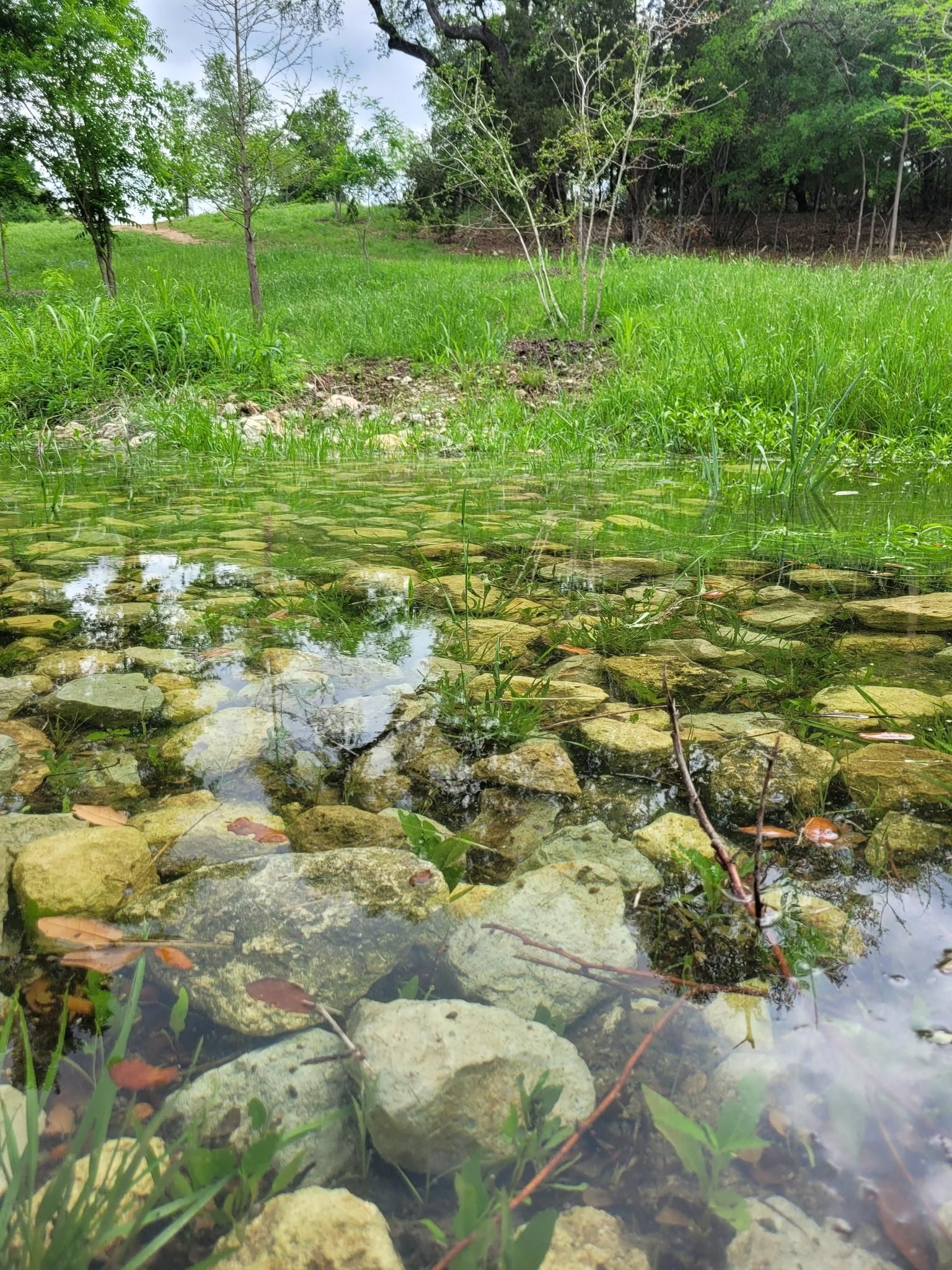 Clear shallow water flows over rocks with green plants under bright light. - Bauerle Ranch Park Loop