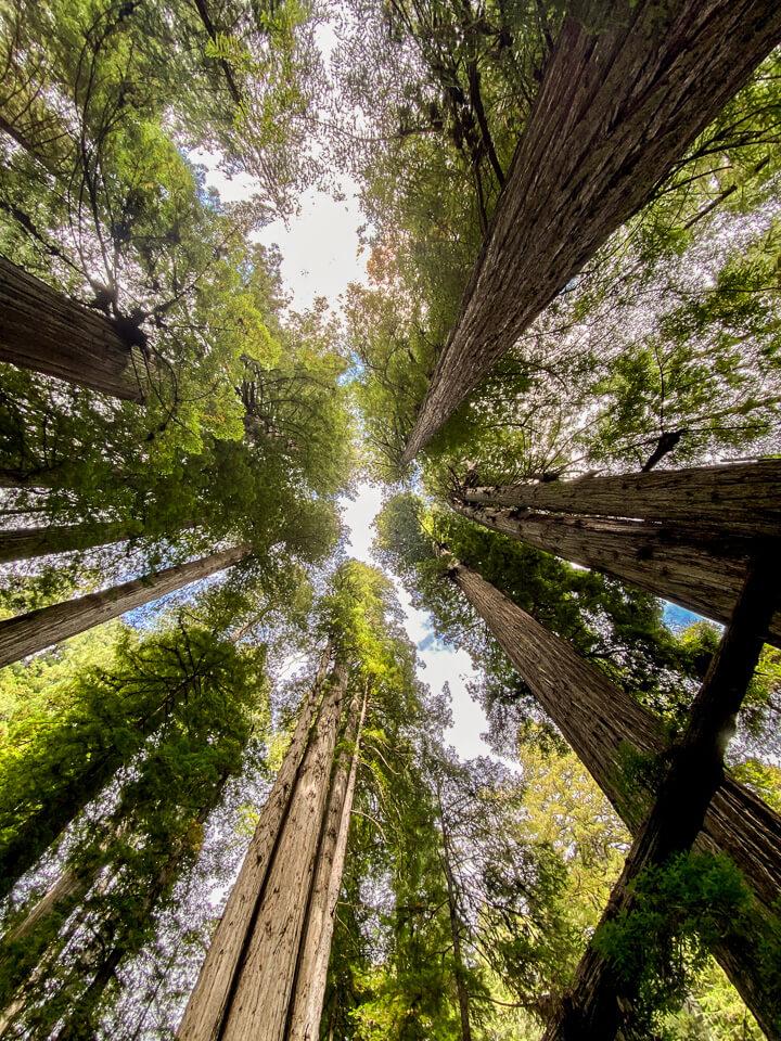 Upward view of towering trees with green canopies against a bright sky.