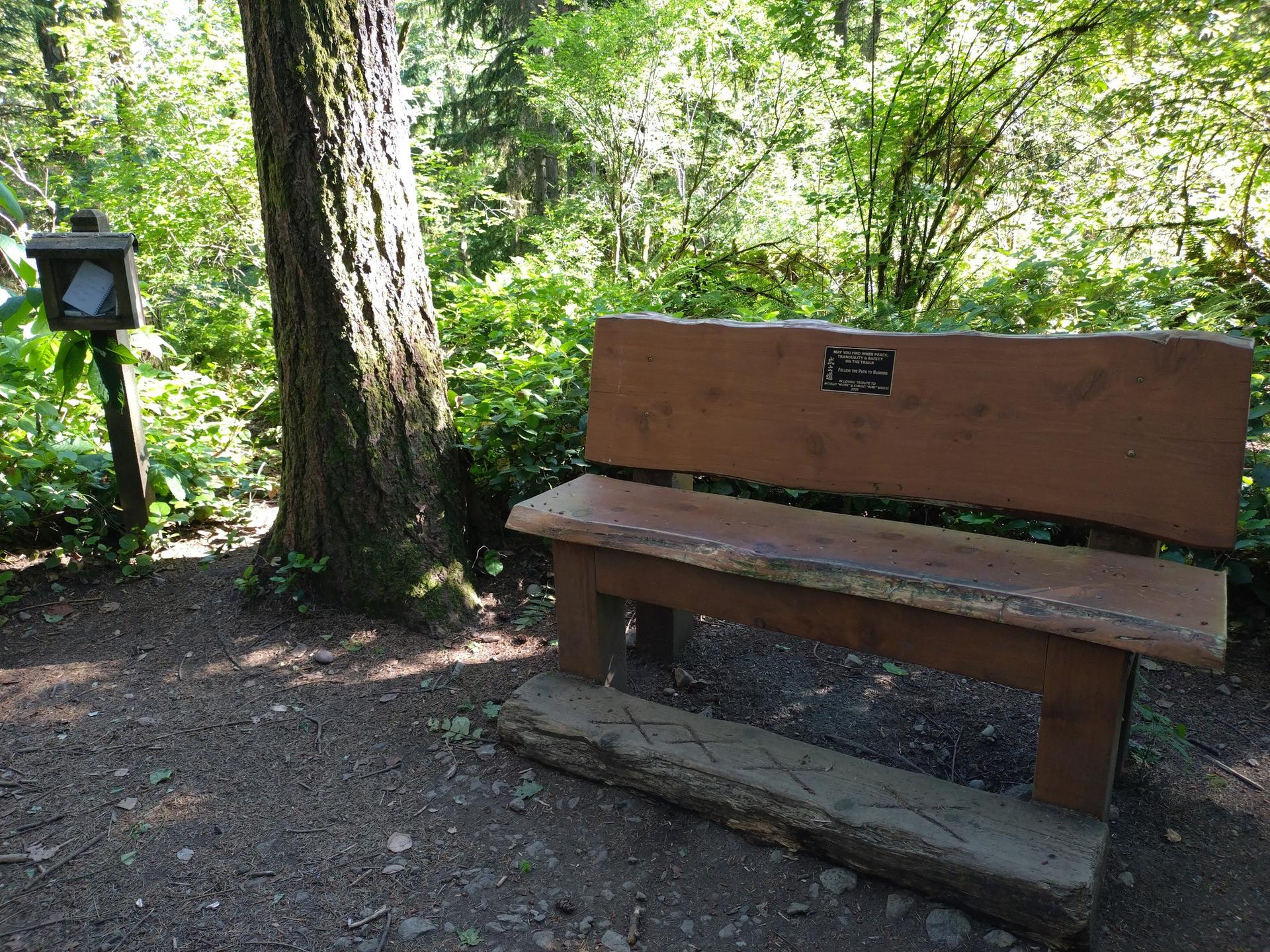 Rustic wooden bench beside a large tree in a sunlit forest.