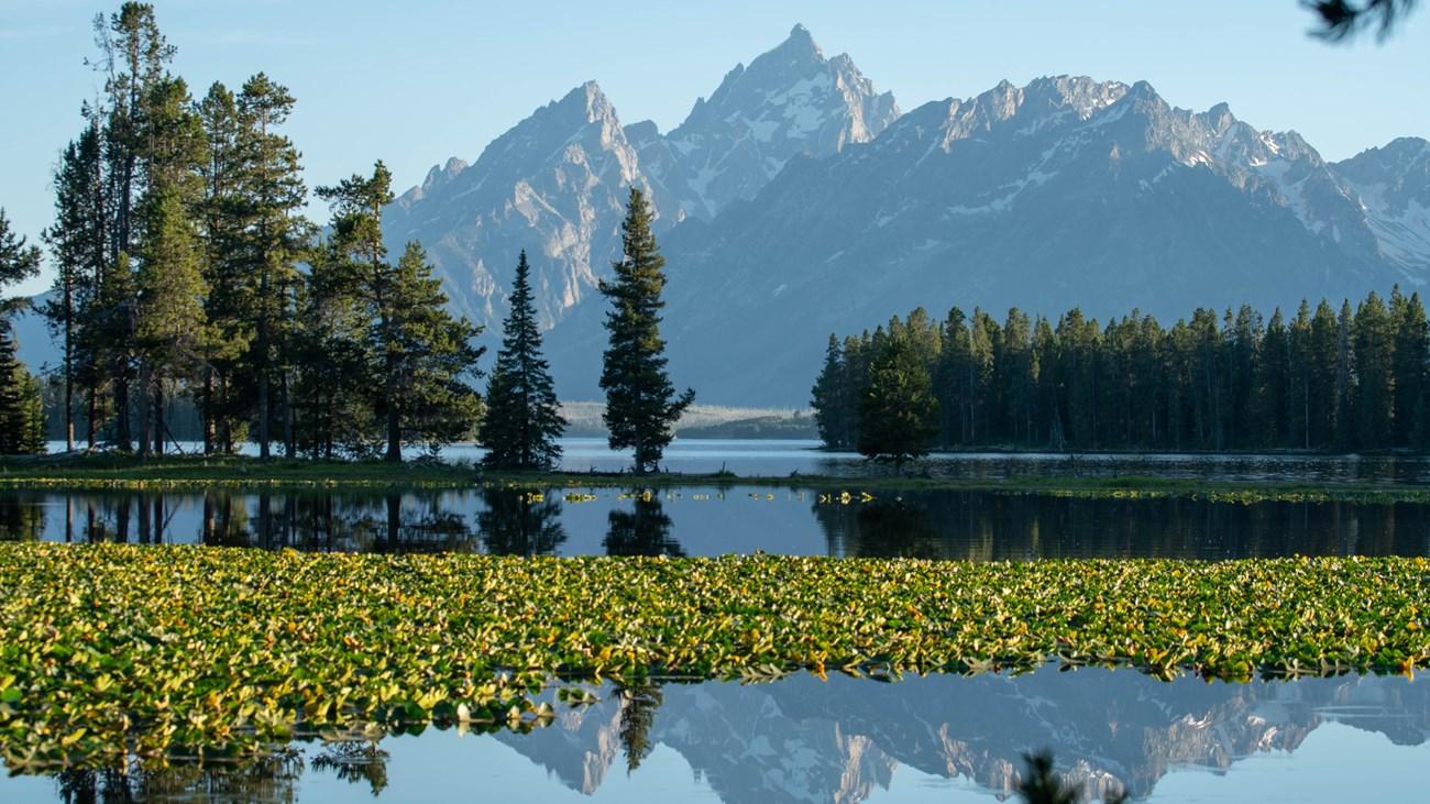 Serene lake with lily pads, framed by pine trees and distant snow-capped mountains.