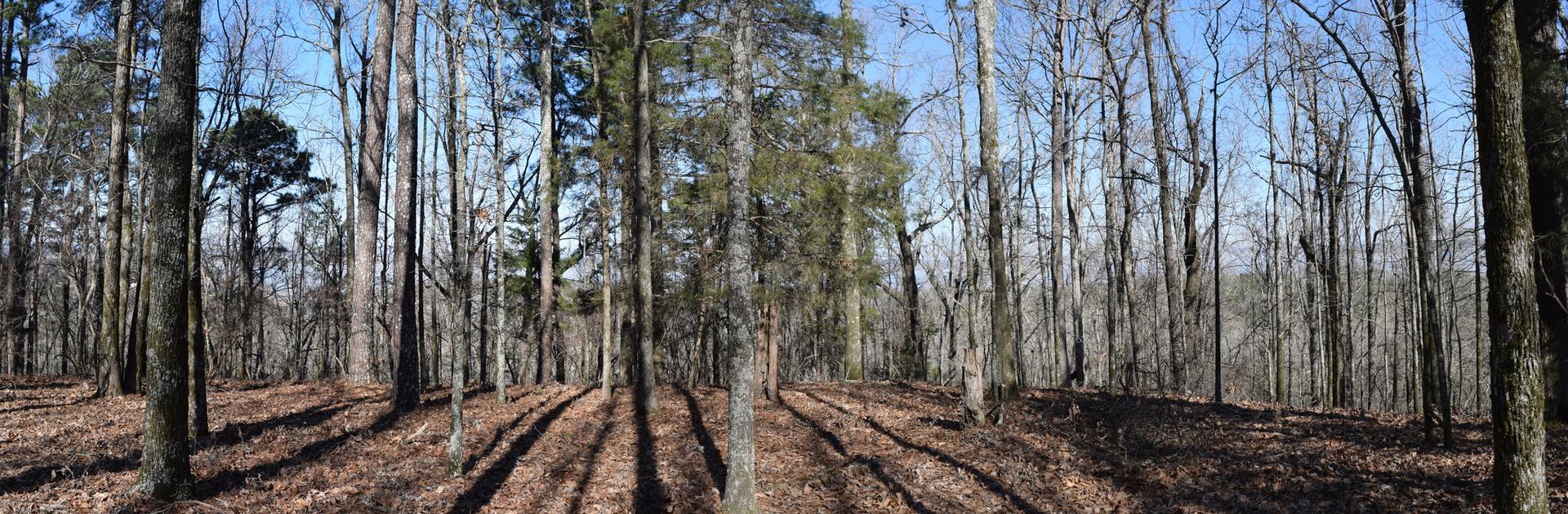 Sunny forest with bare trees and long shadows on a leaf-covered ground.
