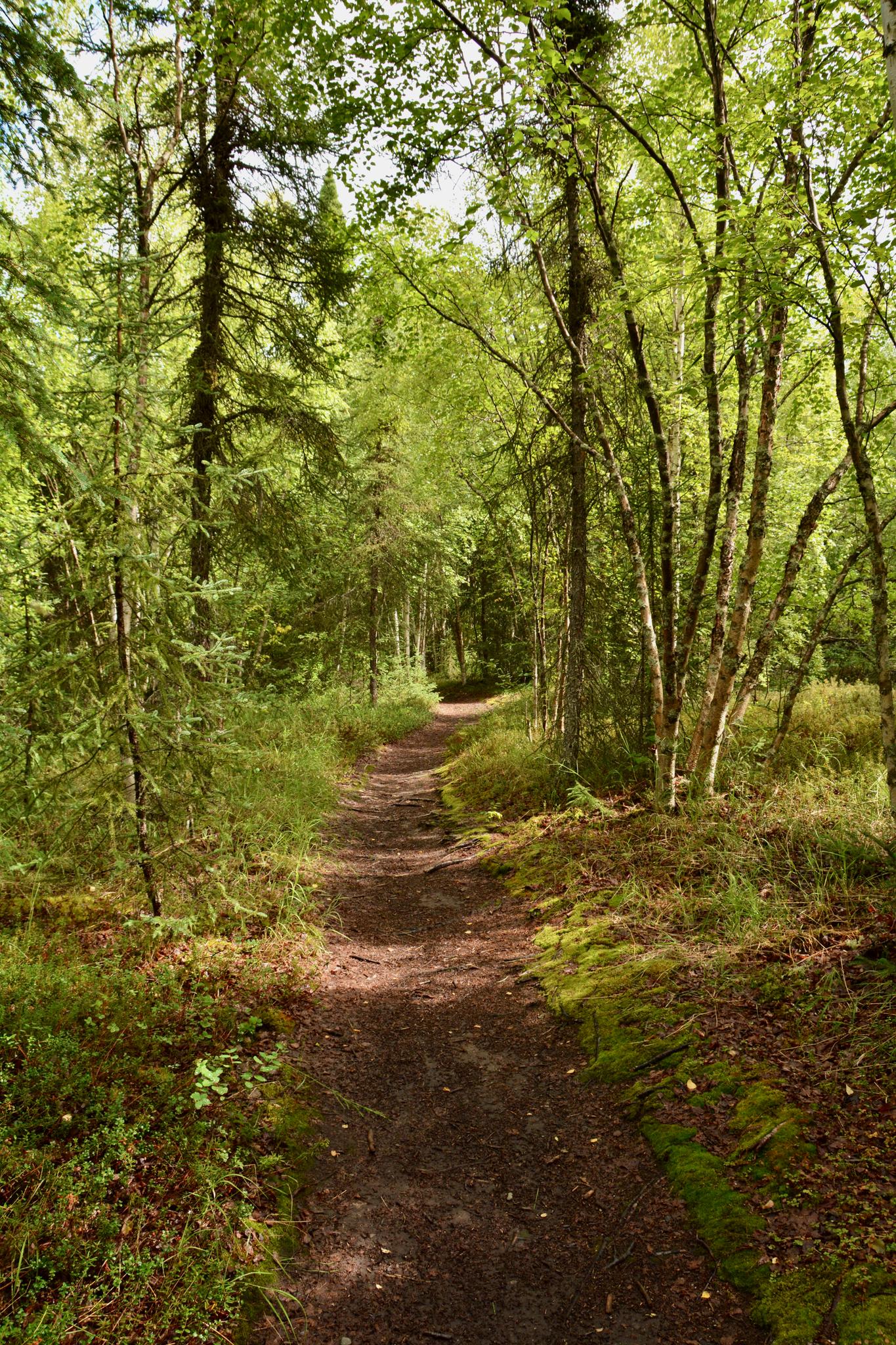 A winding dirt path through a lush green forest with dappled sunlight.