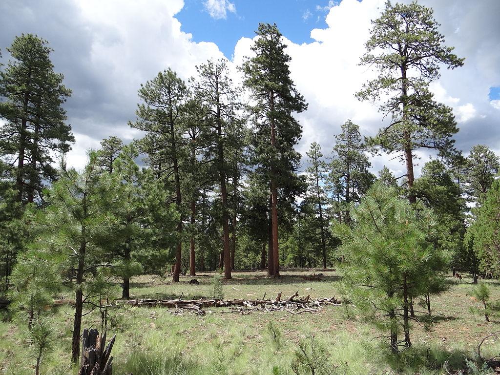 A pine forest with a grassy clearing under a partly cloudy sky.
