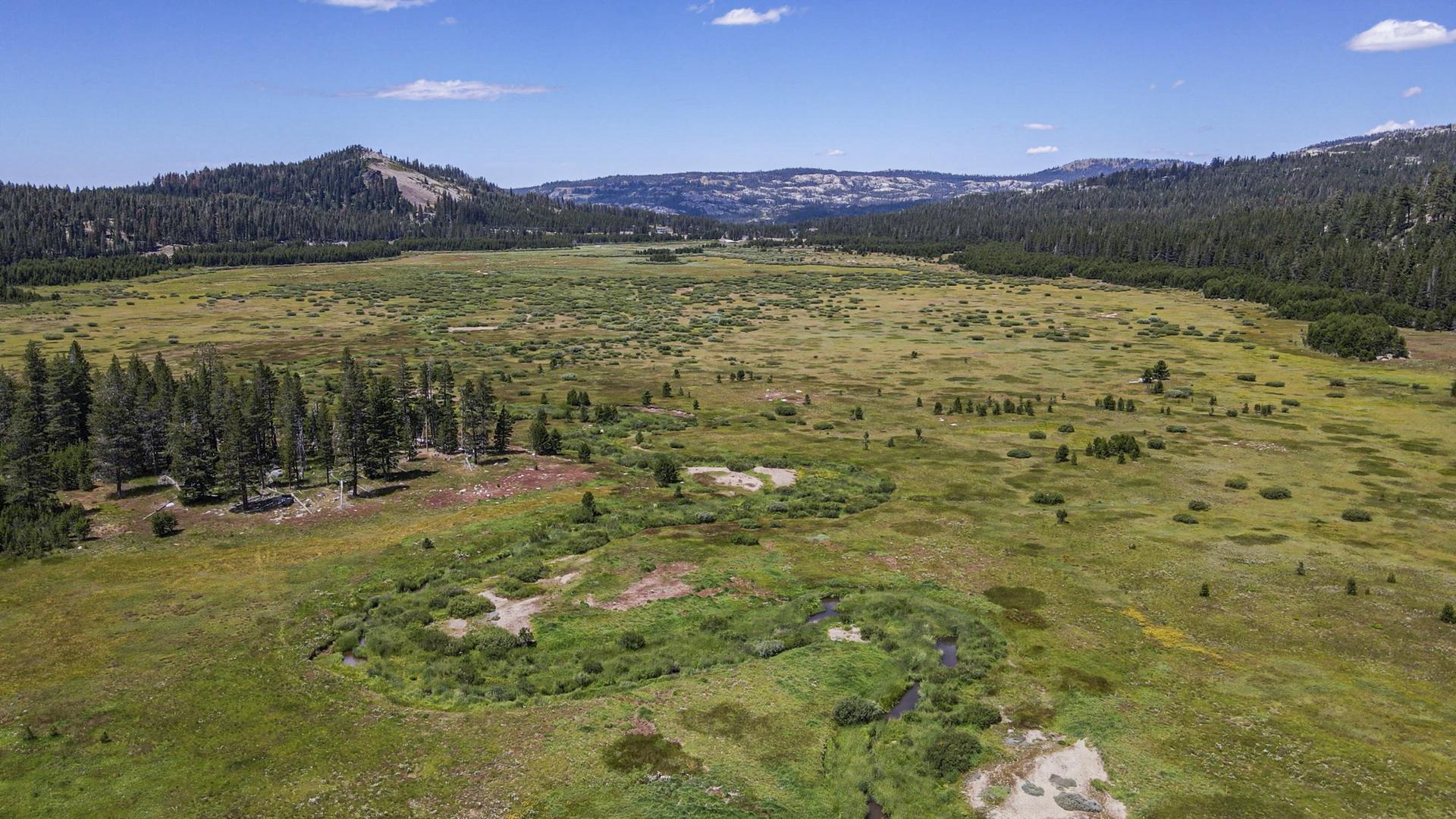 Aerial view of a vast green meadow bordered by pine forests and distant mountains.