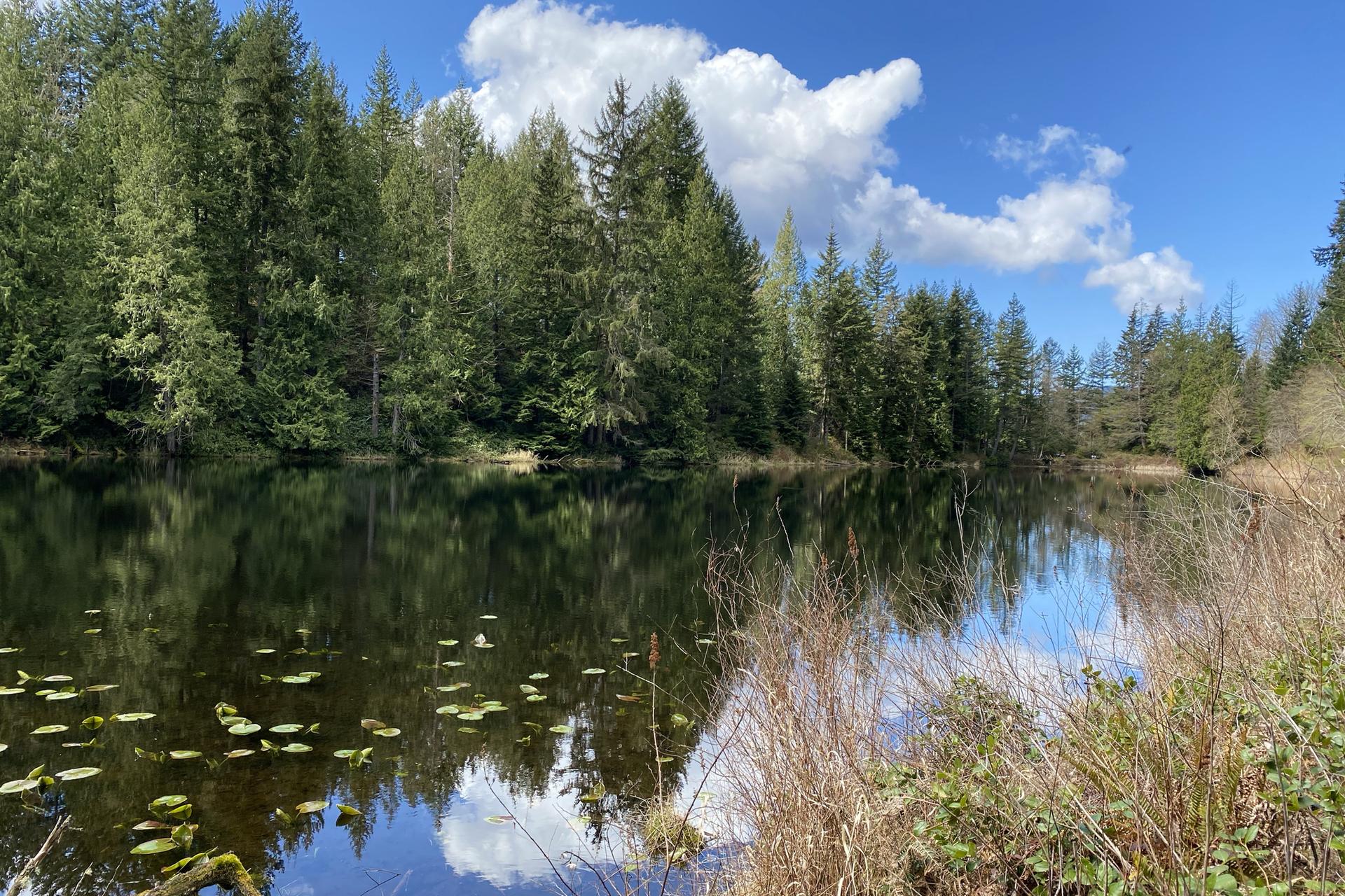 A calm lake reflects blue sky and white clouds, surrounded by green trees.