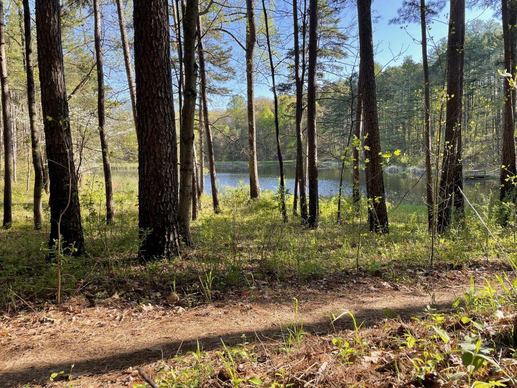 Sunny forest path leading to a calm lake surrounded by trees.