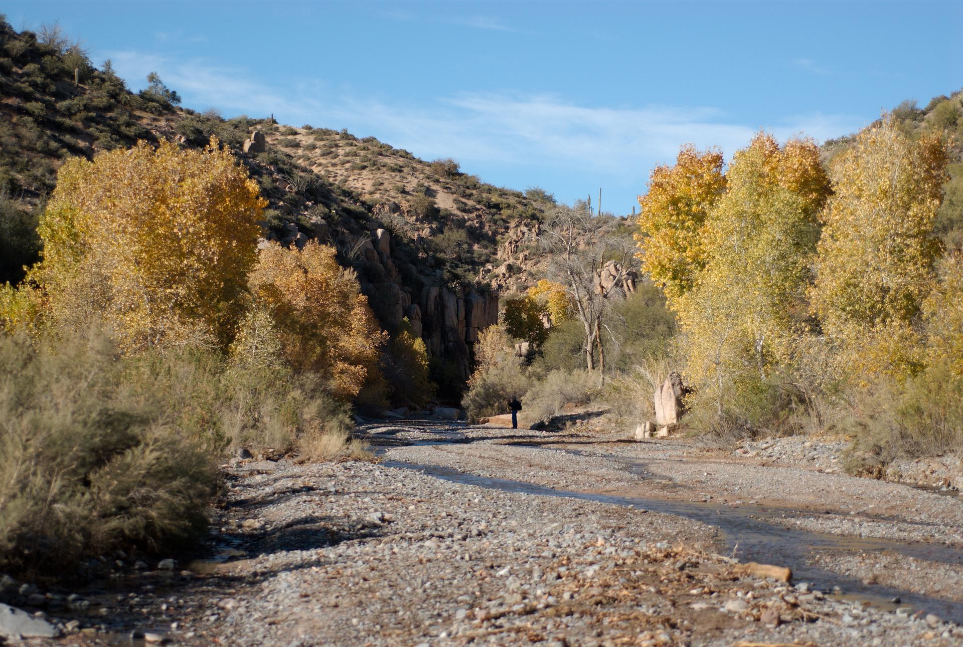 A person walks along a wide, rocky riverbed lined with golden autumn trees.