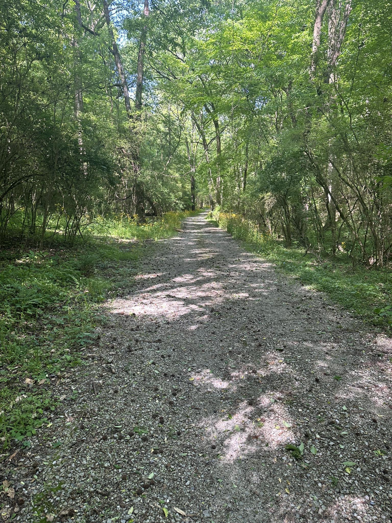 A sun-dappled gravel path winds through a dense green forest.