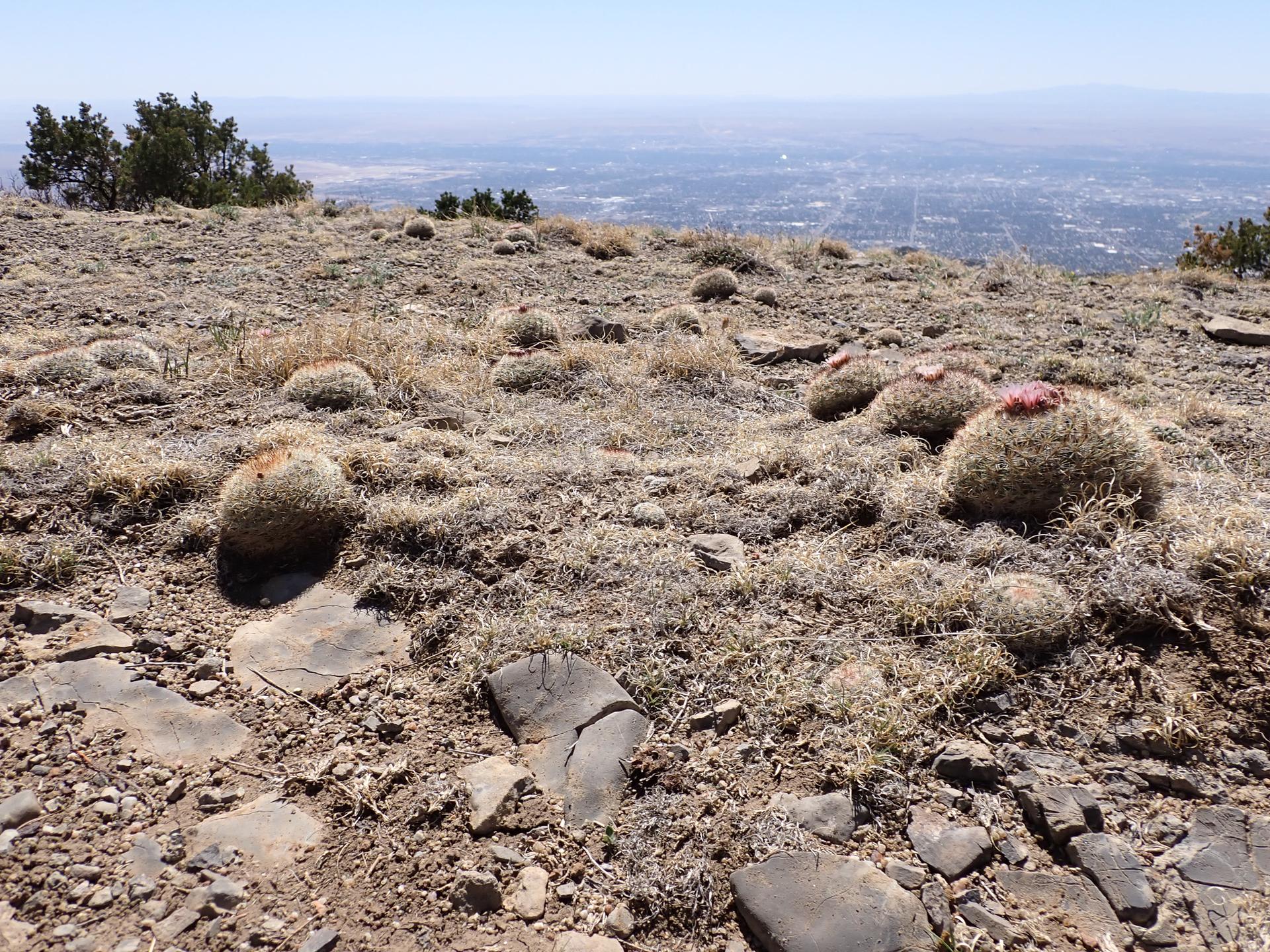 Arid, rocky hilltop with round cacti overlooking a distant city on a sunny day.