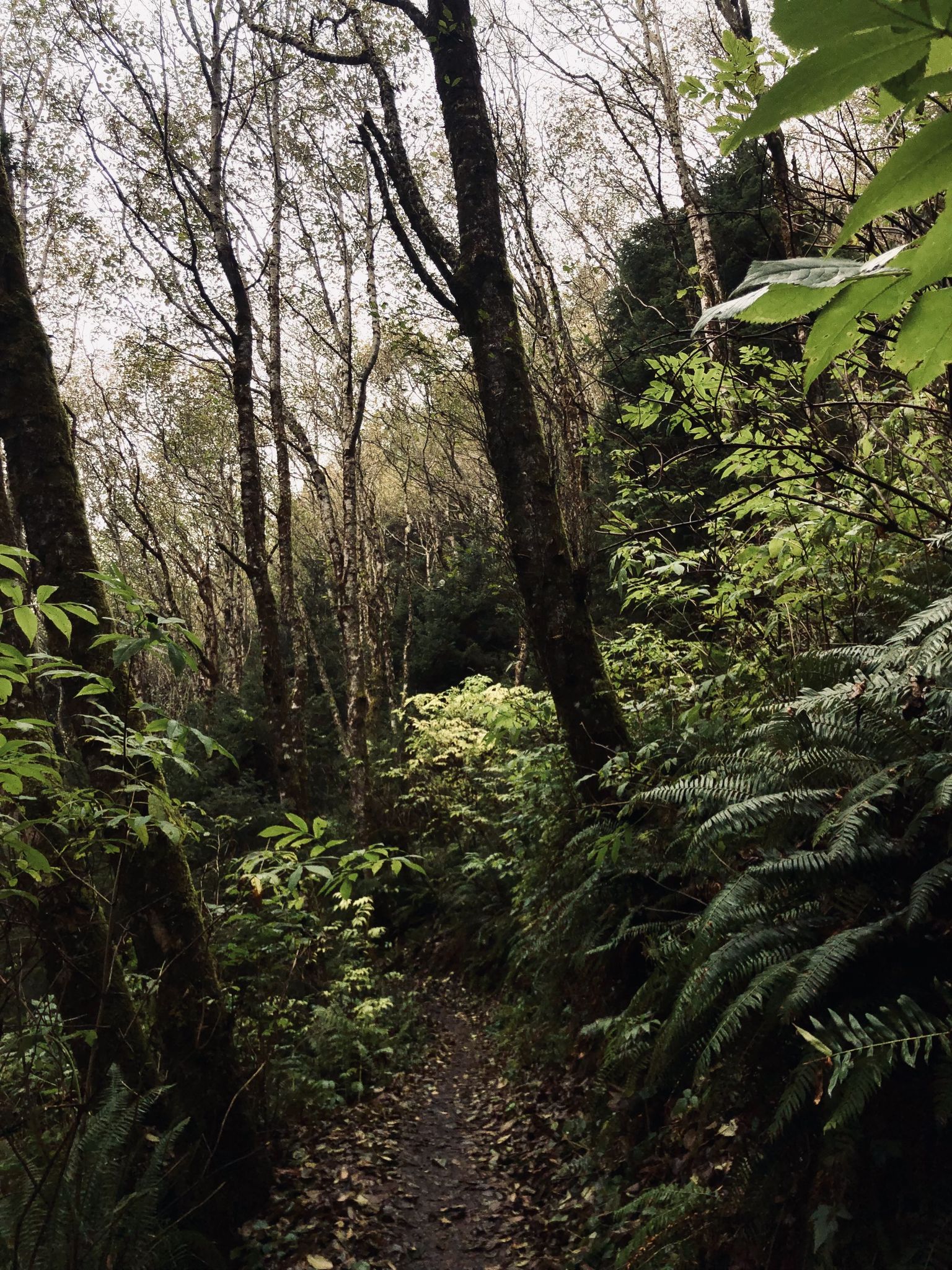 A forest path surrounded by ferns and tall trees under a bright sky. - Haystack Rock via Elk Creek Road loop