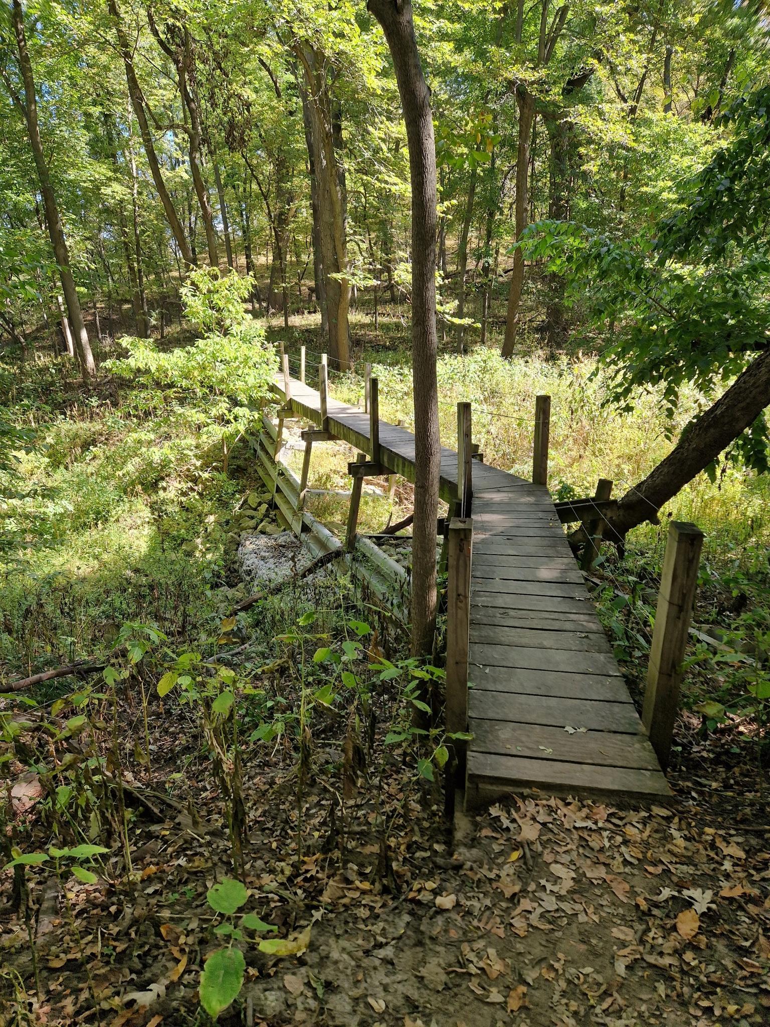 A rustic wooden footbridge winds through a lush, sun-dappled green forest.