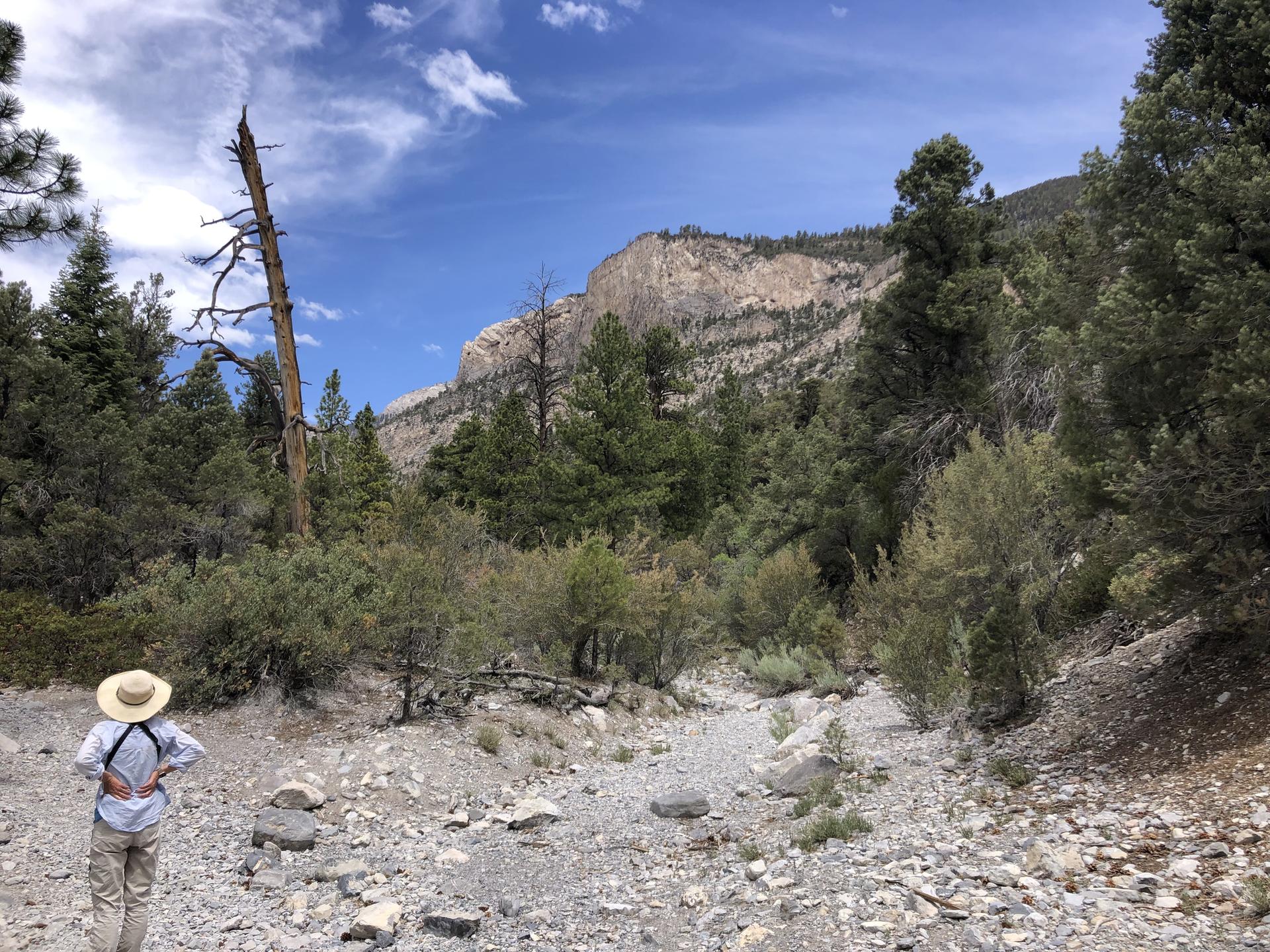 Hiker with a hat and backpack on a rocky path, facing a forested mountain.