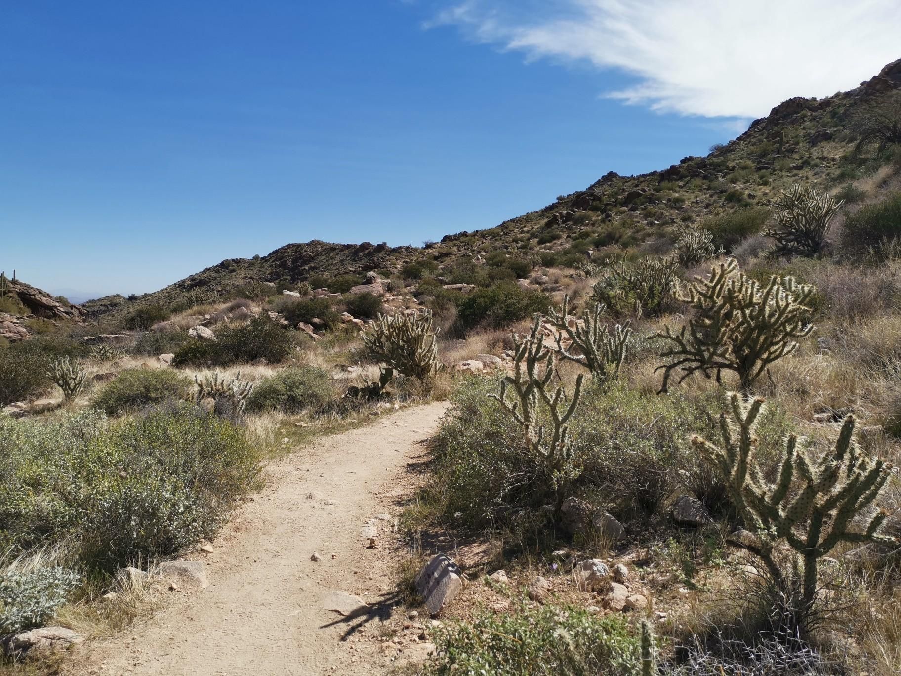 Dirt trail through desert with cholla cacti under a blue sky. - Mesquite Canyon and Willow Canyon Loop