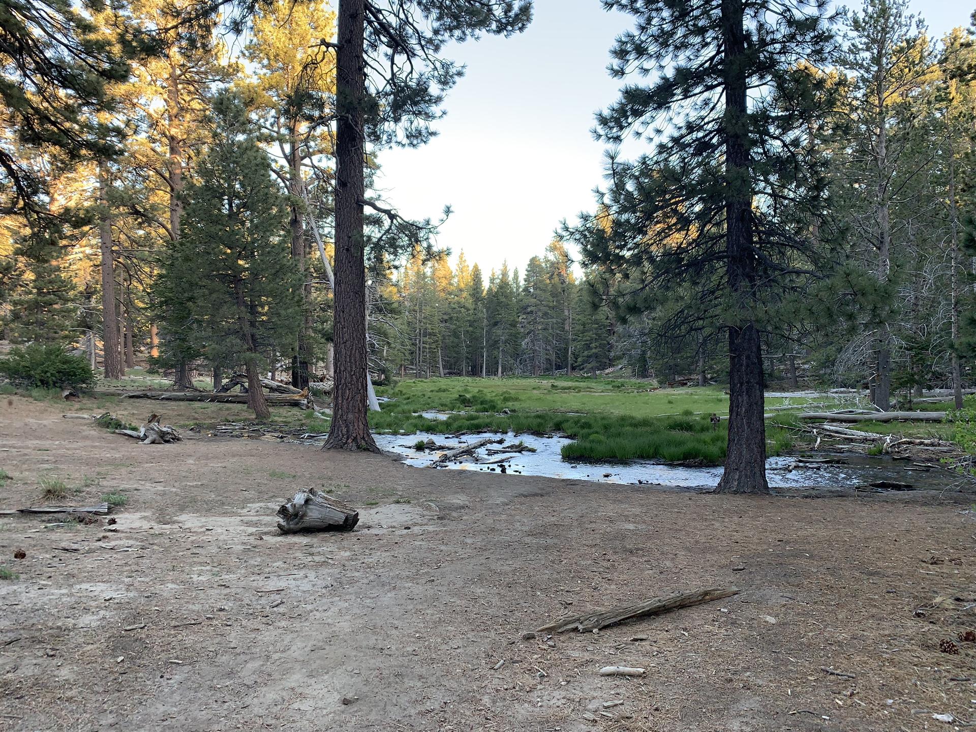 Forest clearing with a marshy pond and tall pine trees in soft light.