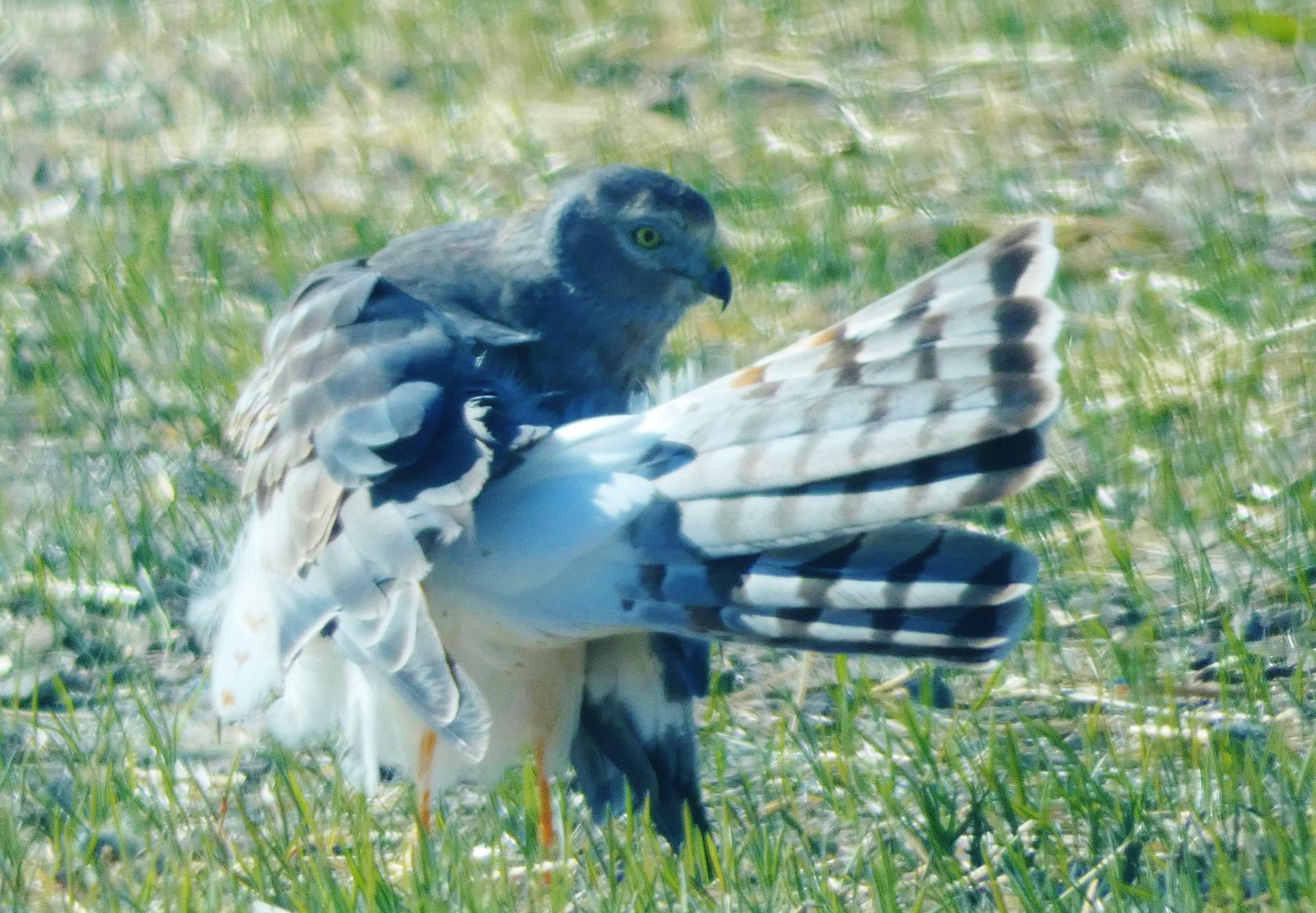 A grey and white raptor stands in a sunlit grassy field.