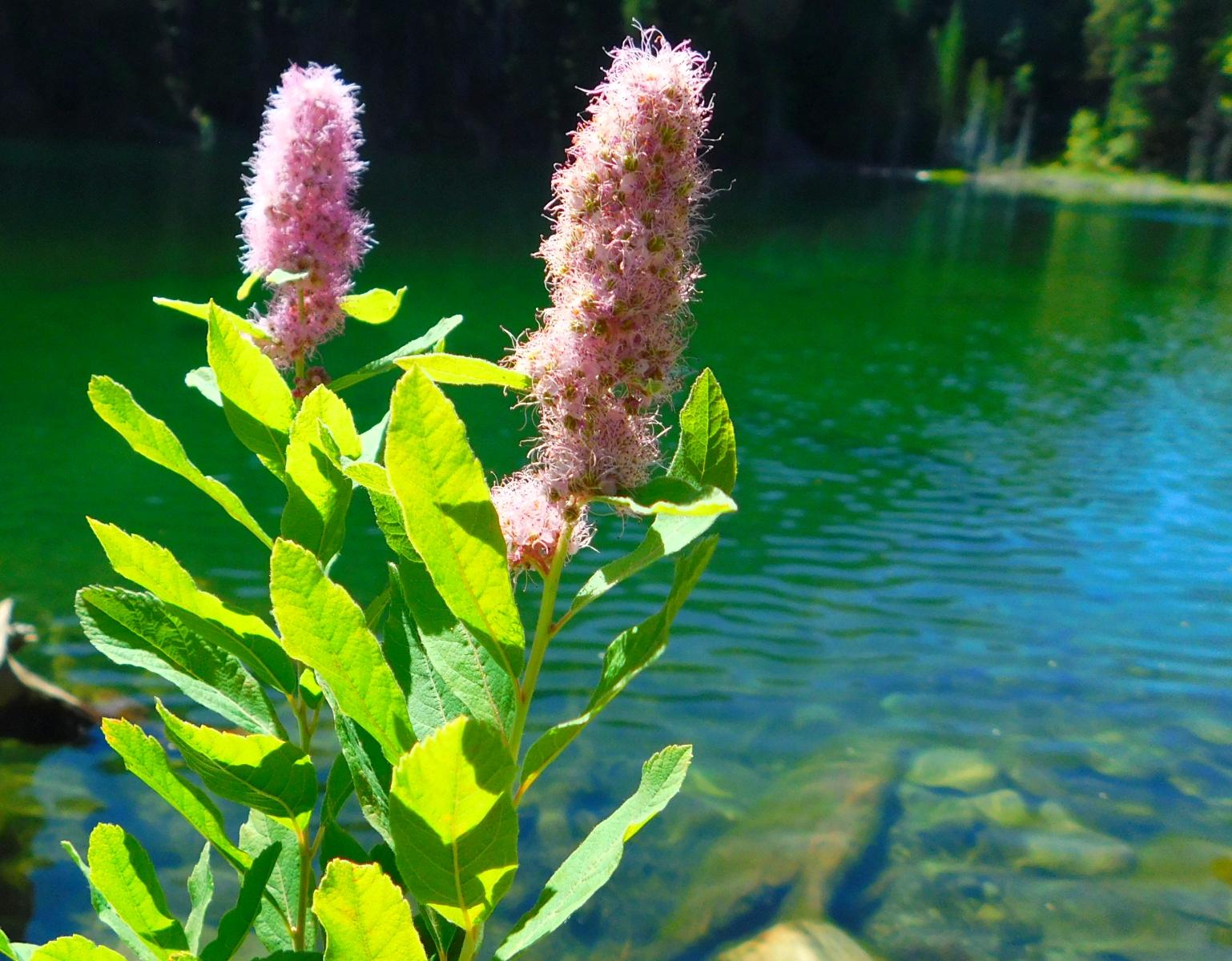 Bright pink flowers and green foliage beside a clear, green-blue lake.