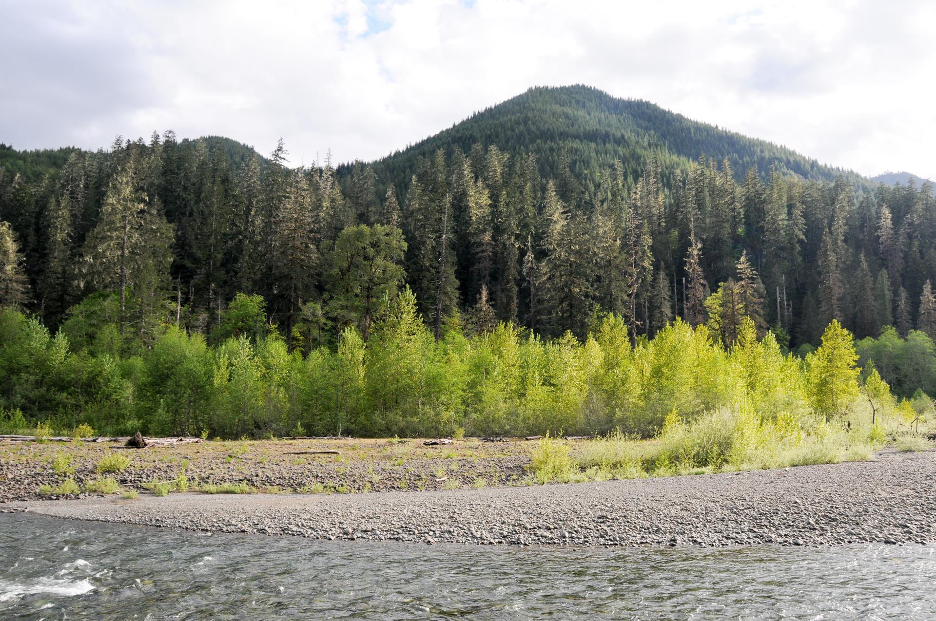 Rocky riverbank, bright green trees, and dark forested mountain under an overcast sky.